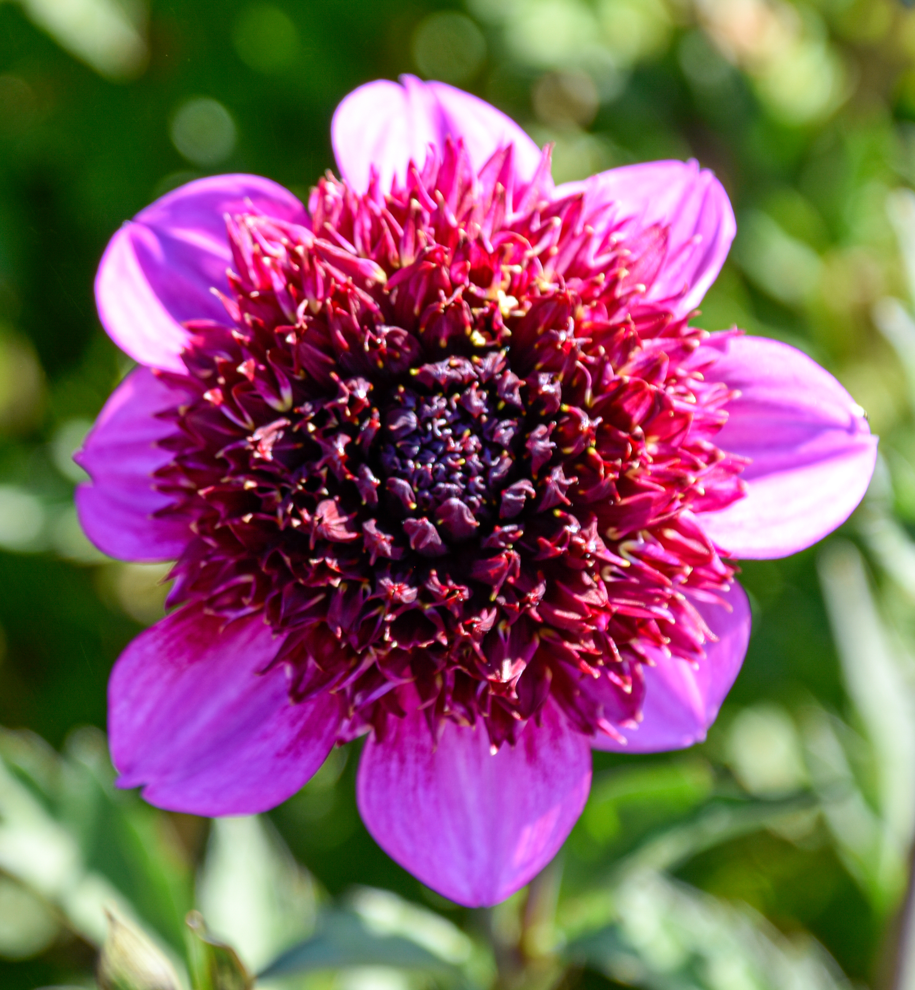 Anemonen-Dahlie "Abigail"