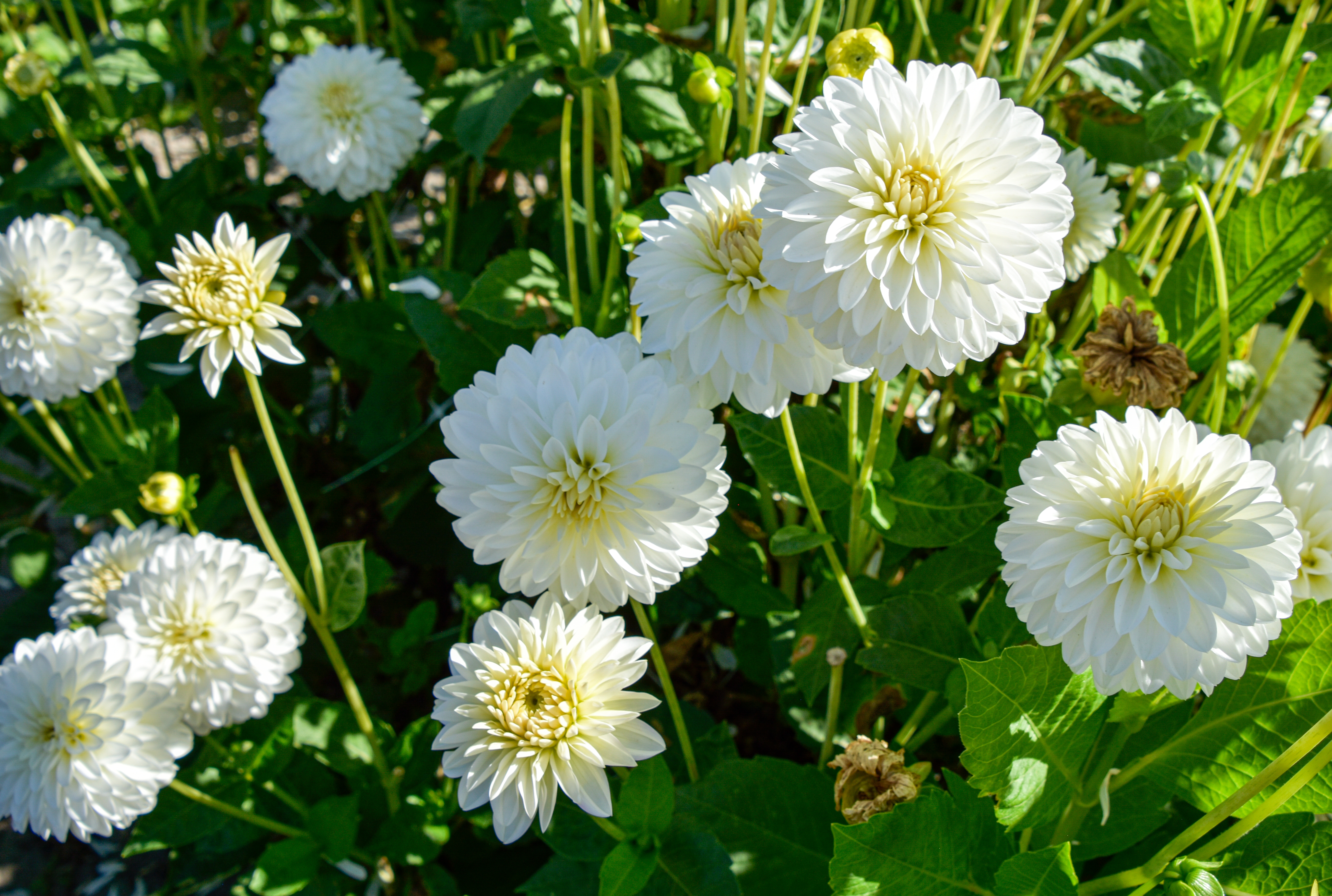 Balldahlie "Snow Cap"
