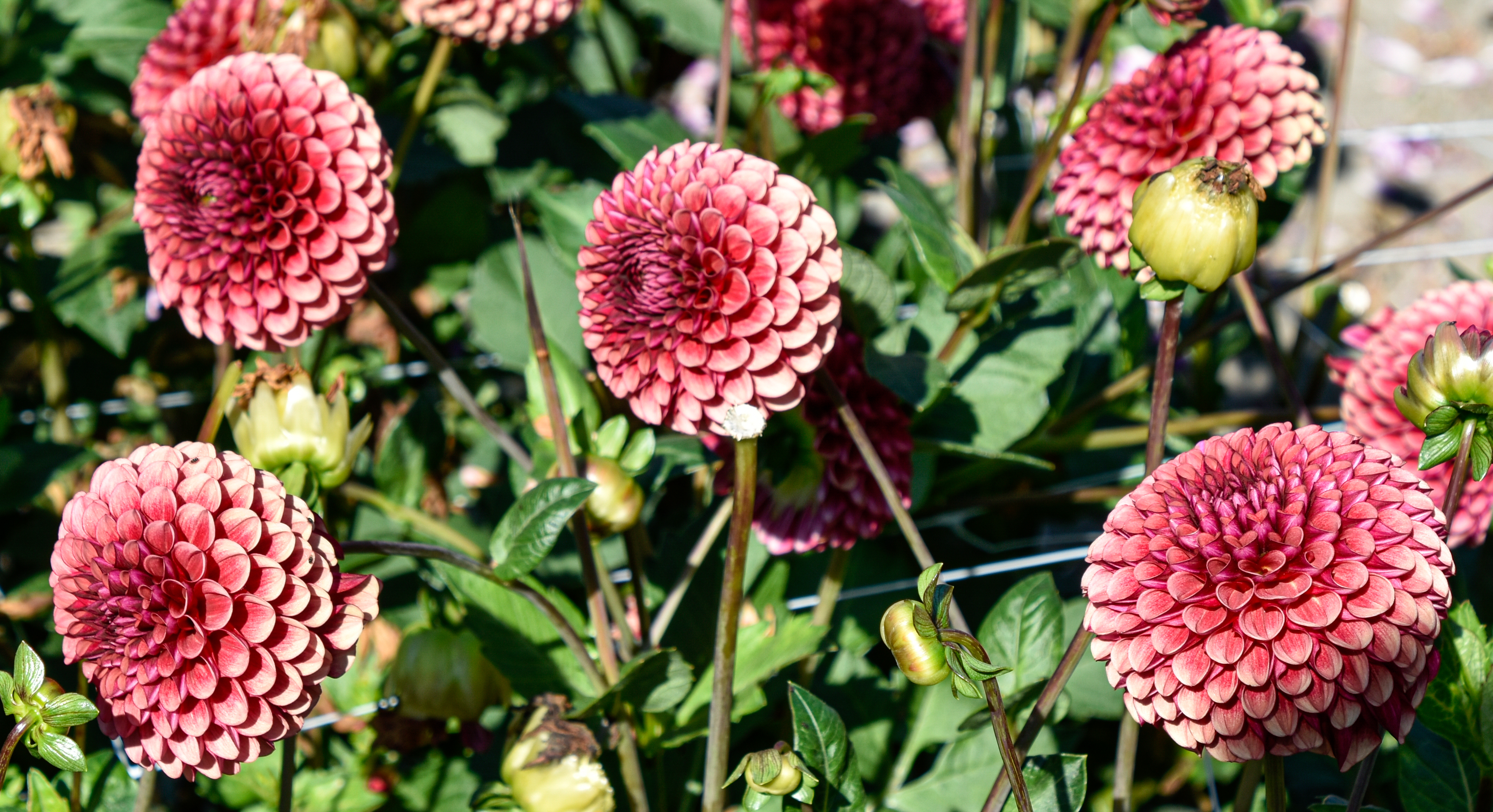 Balldahlie "Copper Boy"