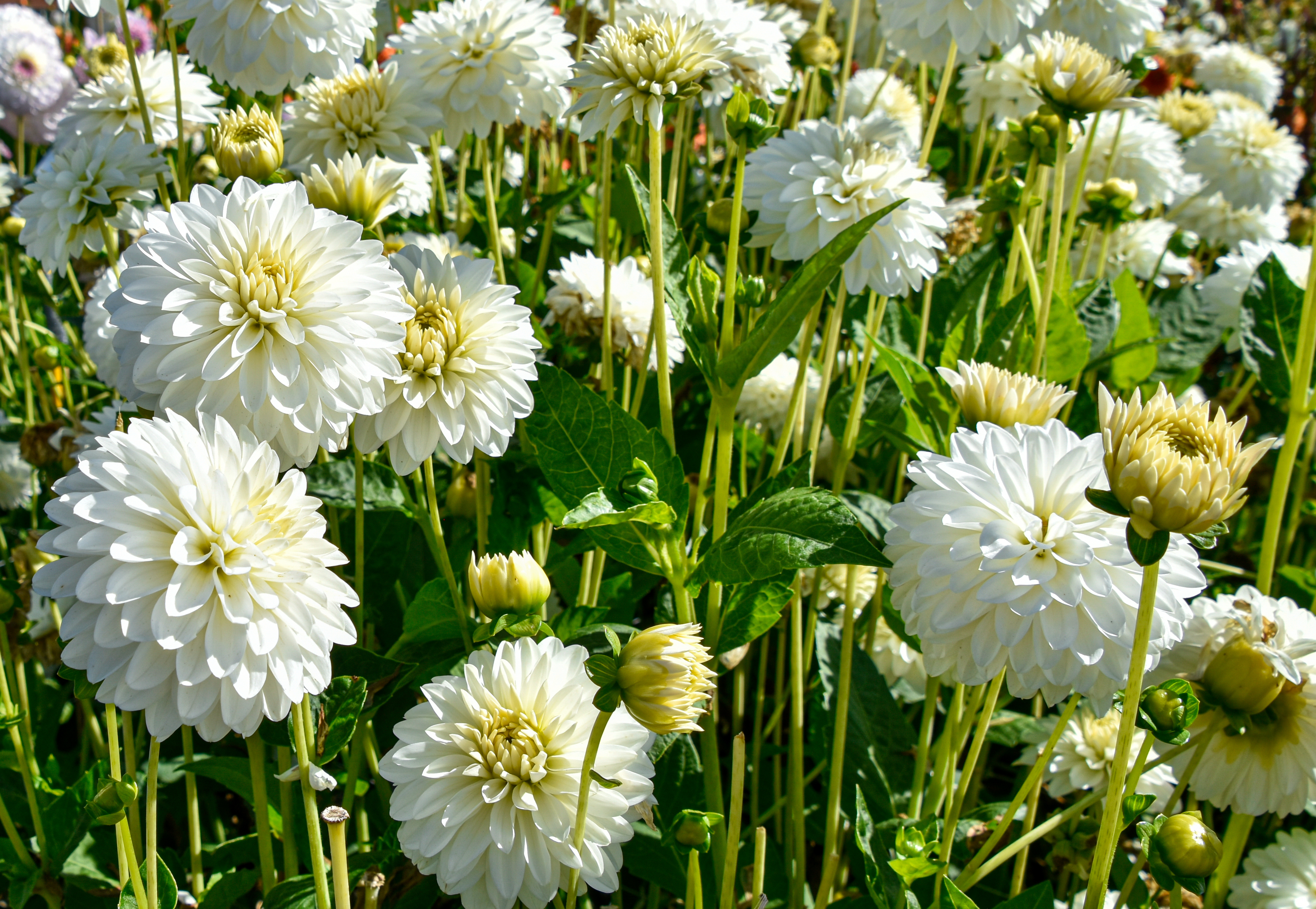 Balldahlie "Snow Cap"