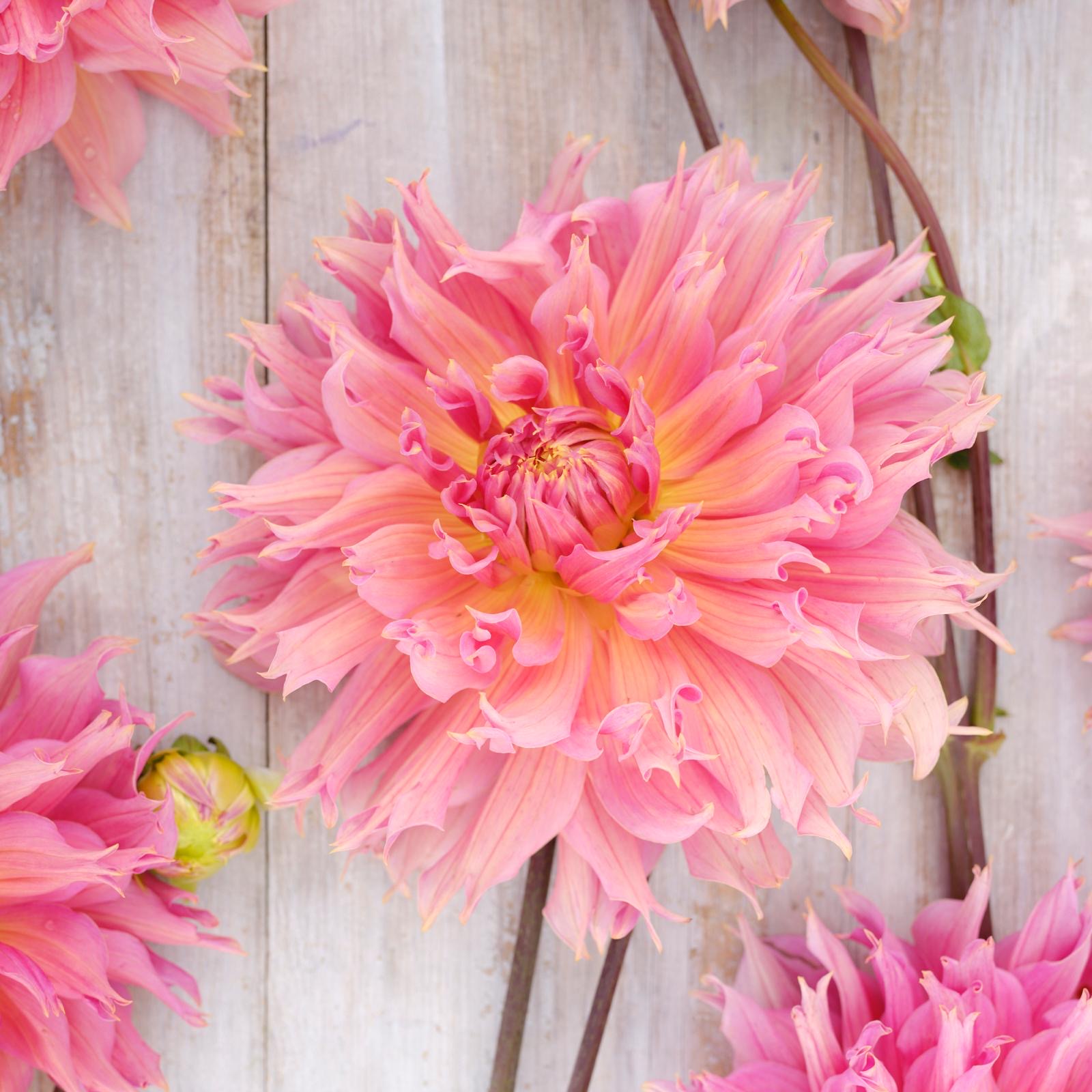 Kaktusdahlie "Omega"