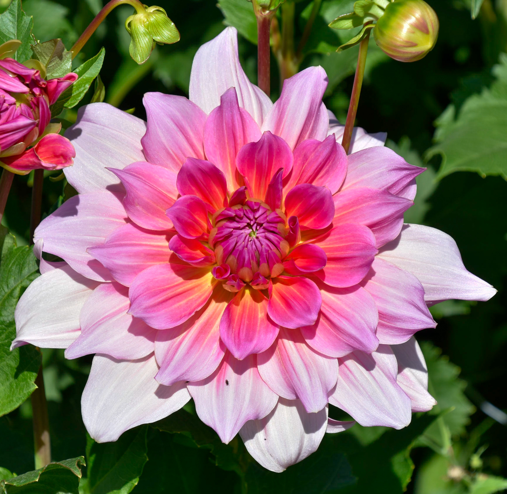 Dekorative, riesenblumige Dahlie "Otto´s Thrill"