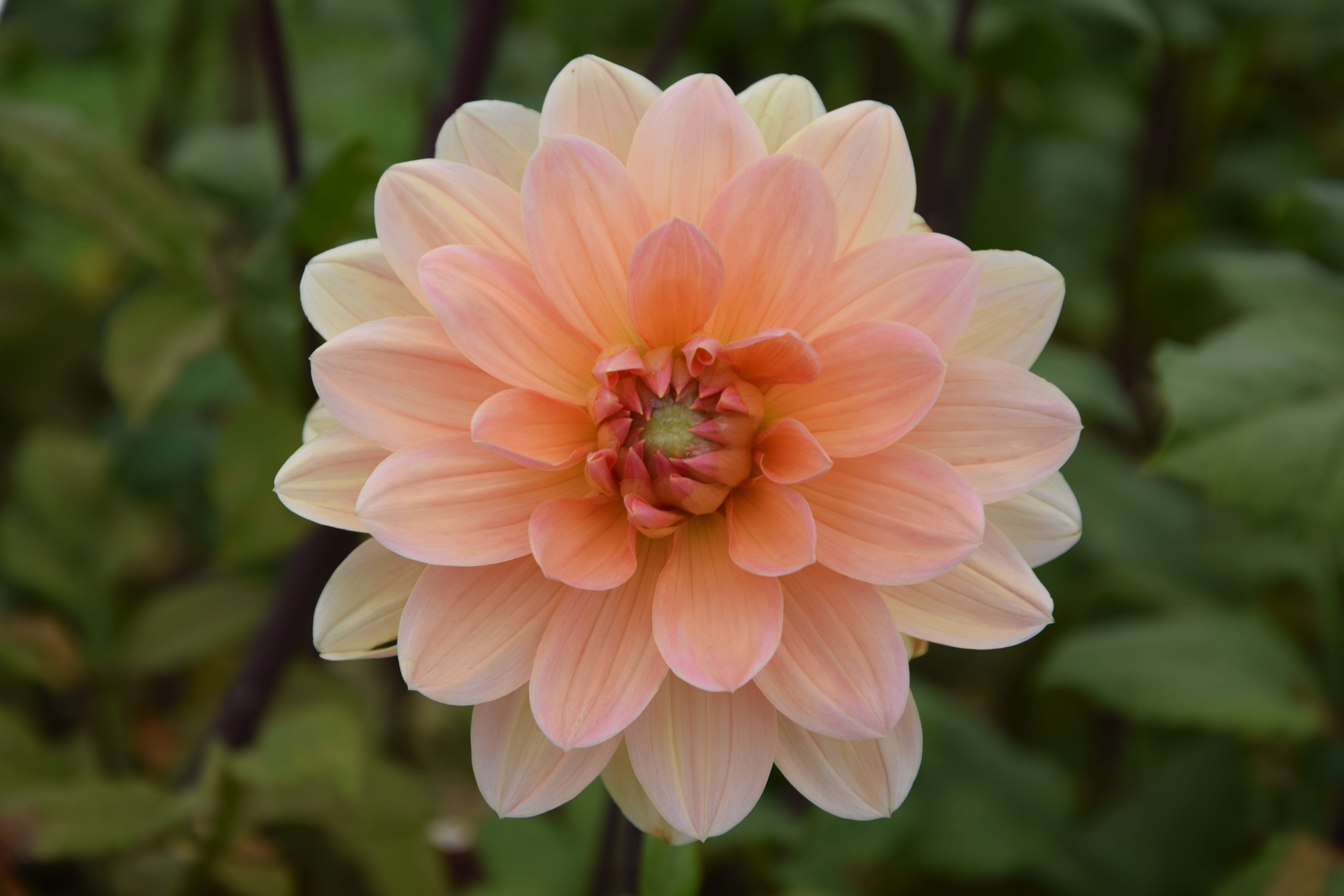 Seerosen-Dahlie "Apricot Desire"