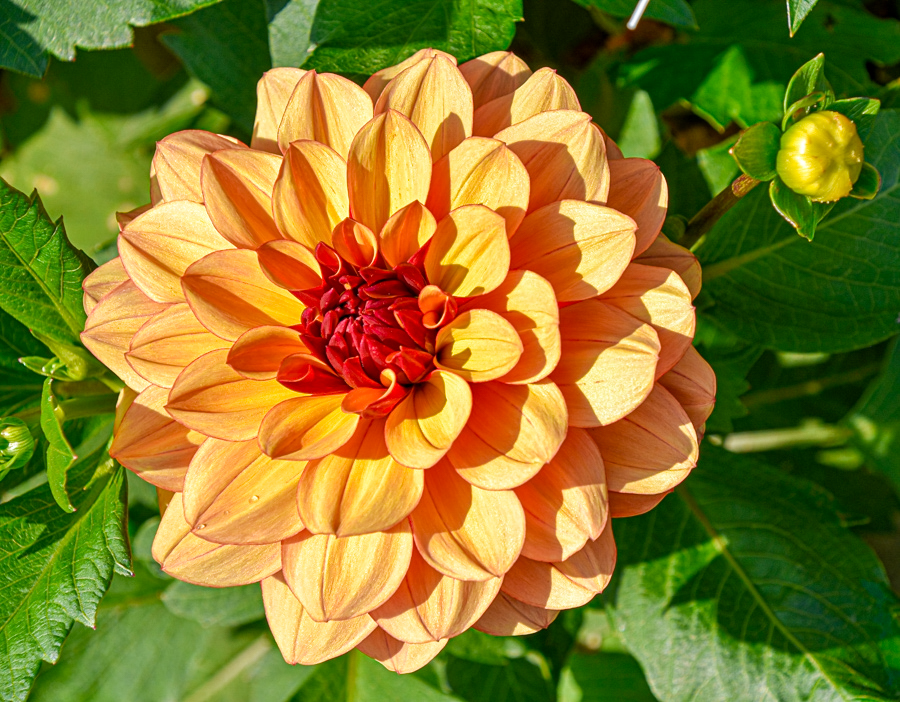 Seerosen-Dahlie Crème de Cognac