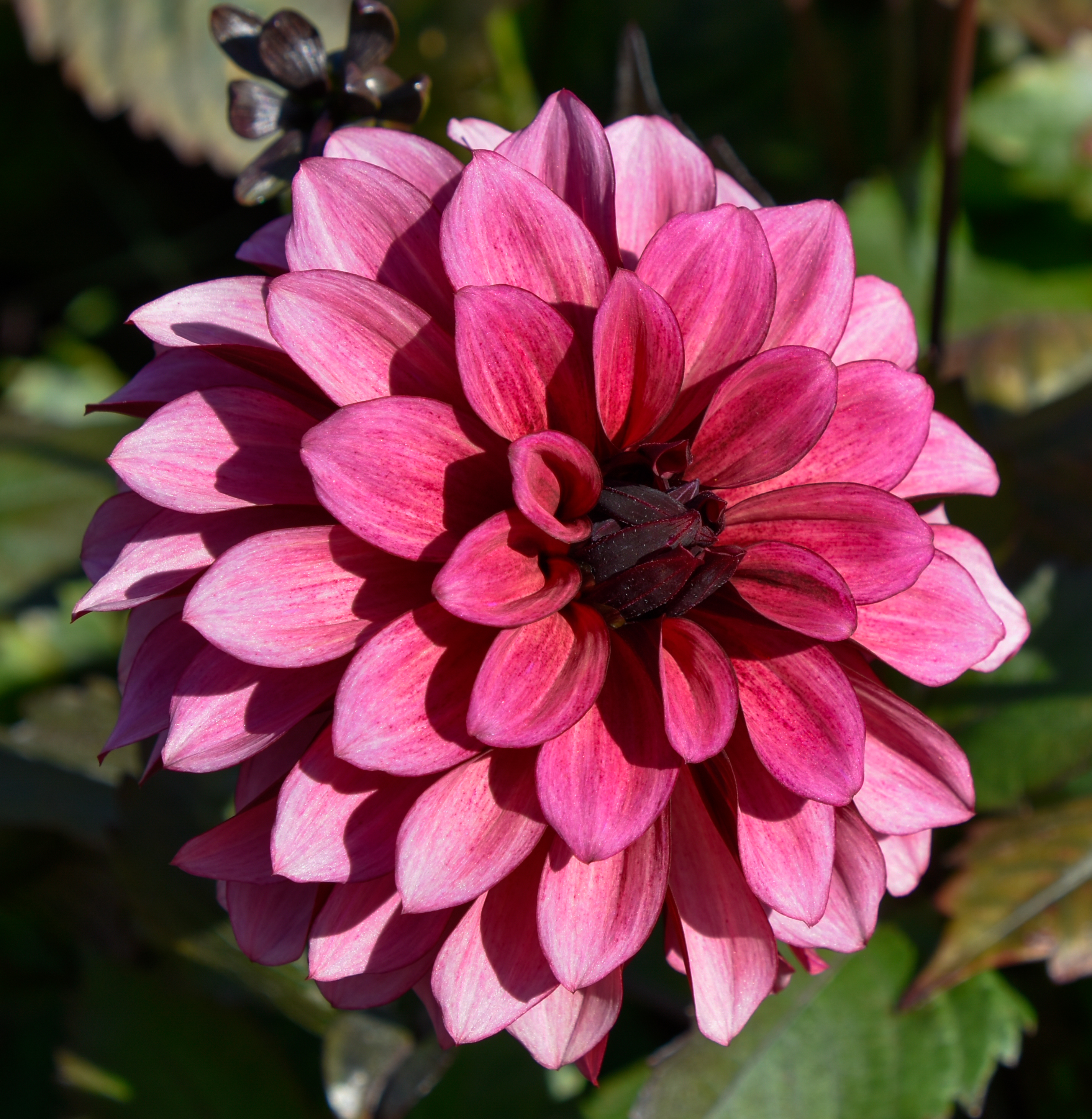 Dekorative Dahlie "Night Silence"