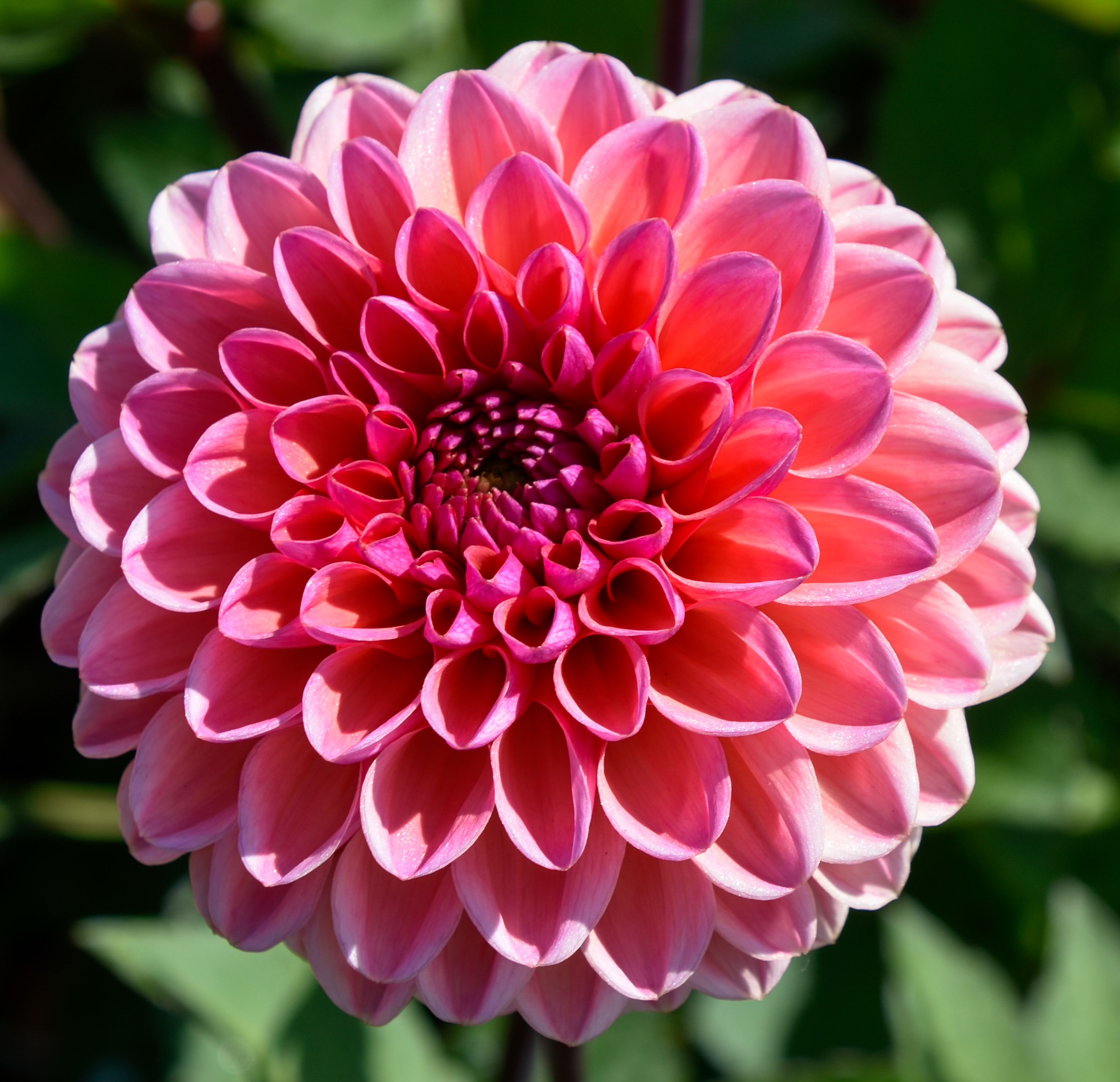 Balldahlie "Daisy Duke"
