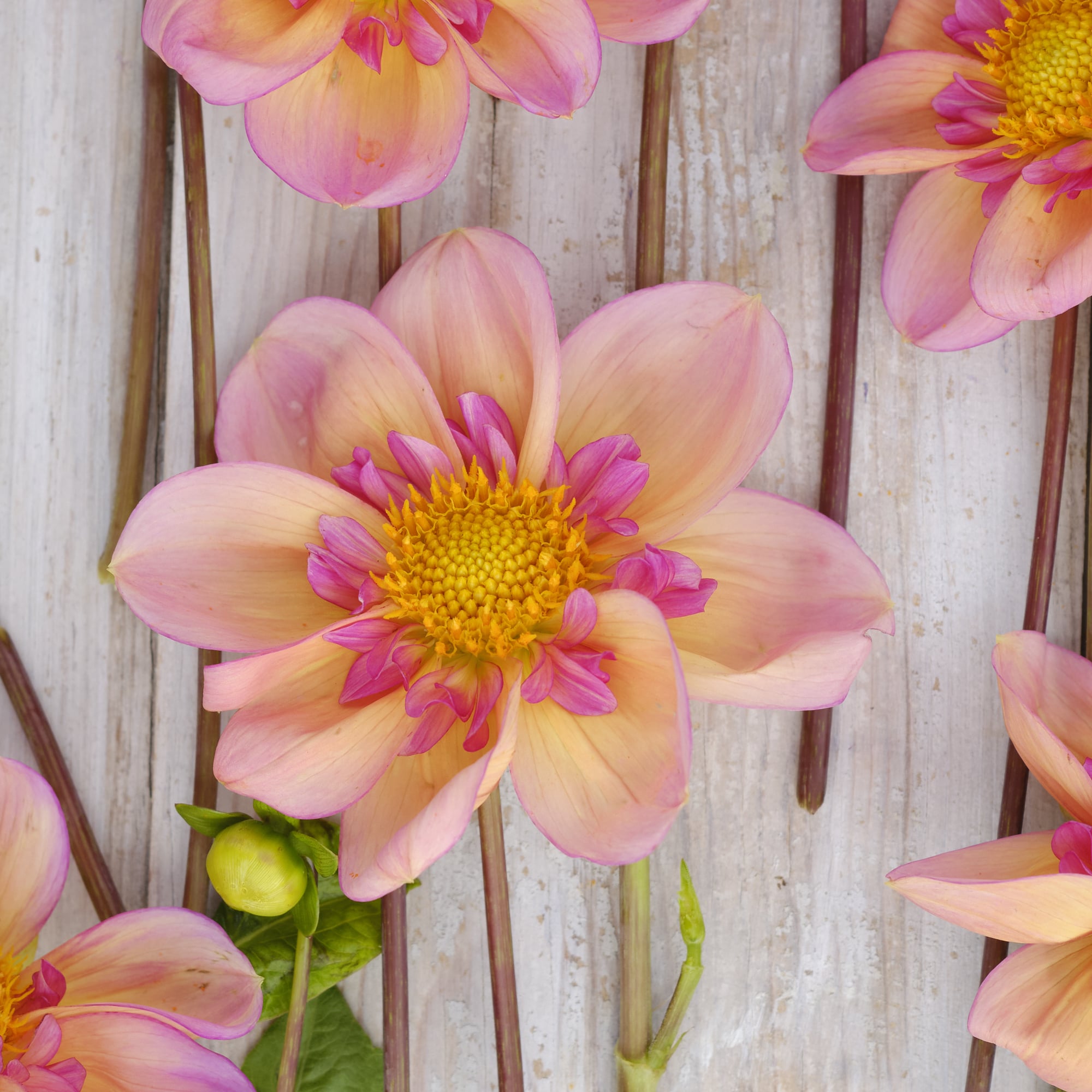 Halskrausen-Dahlie "Campus Nature Metier"