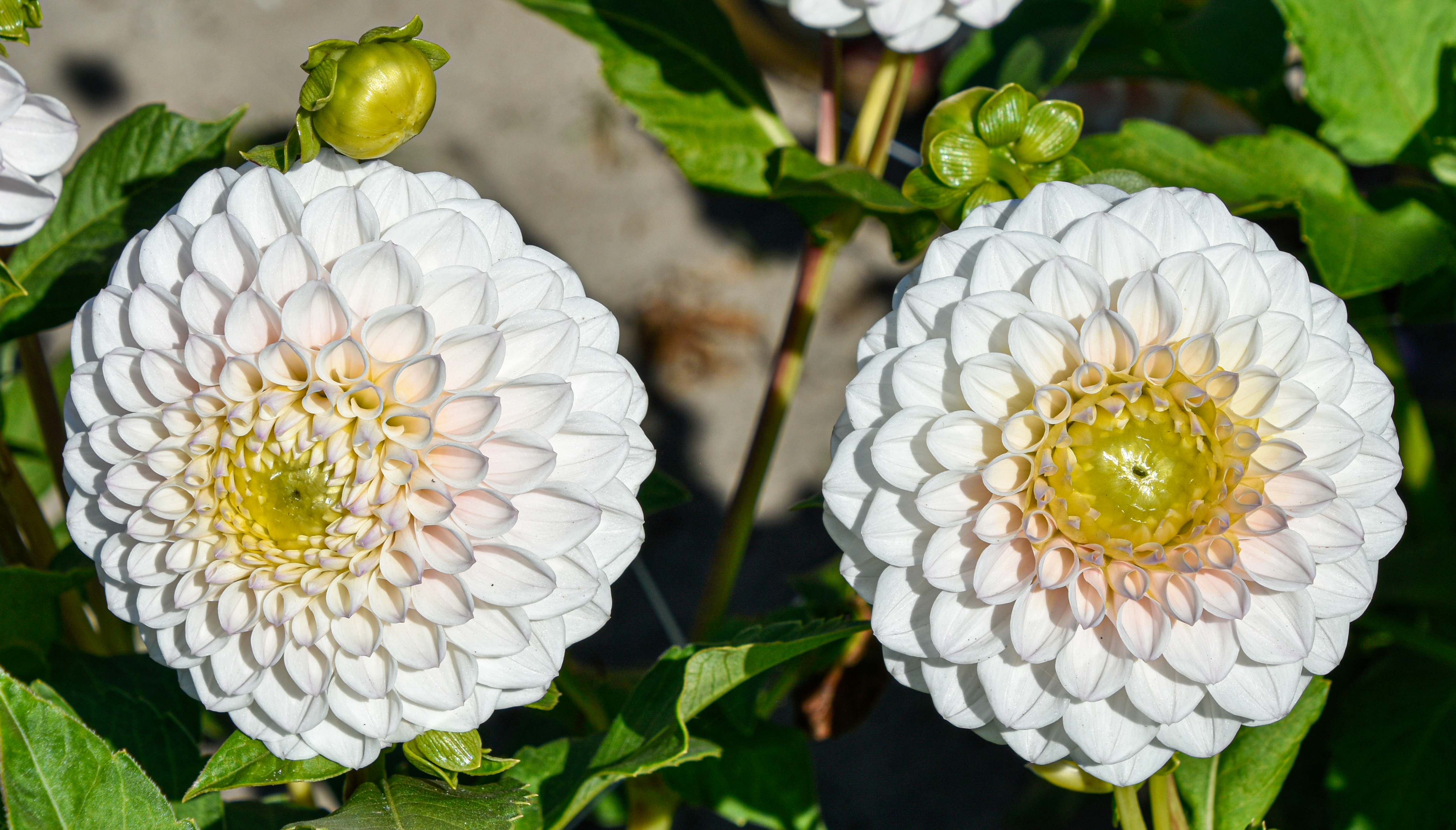 Balldahlie "Pink Pearl"