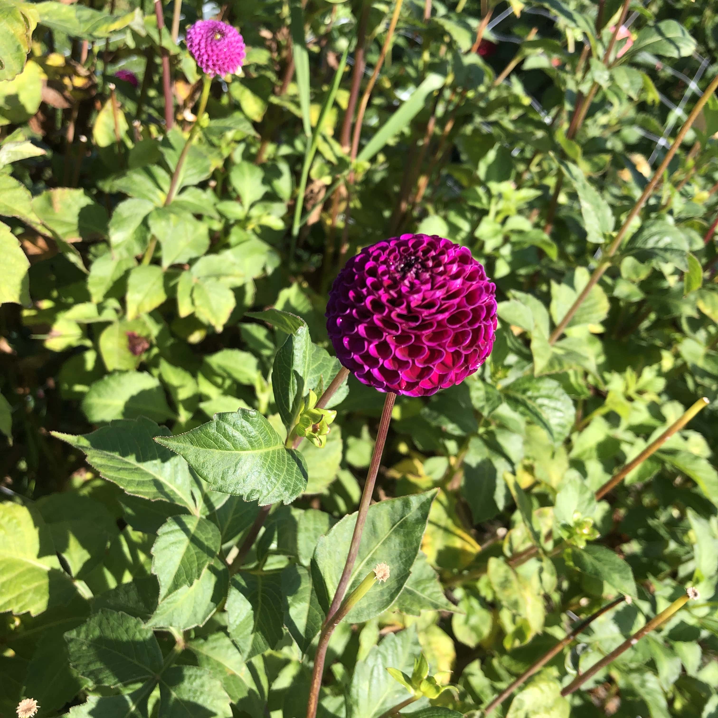 Pompondahlie "Rocco"