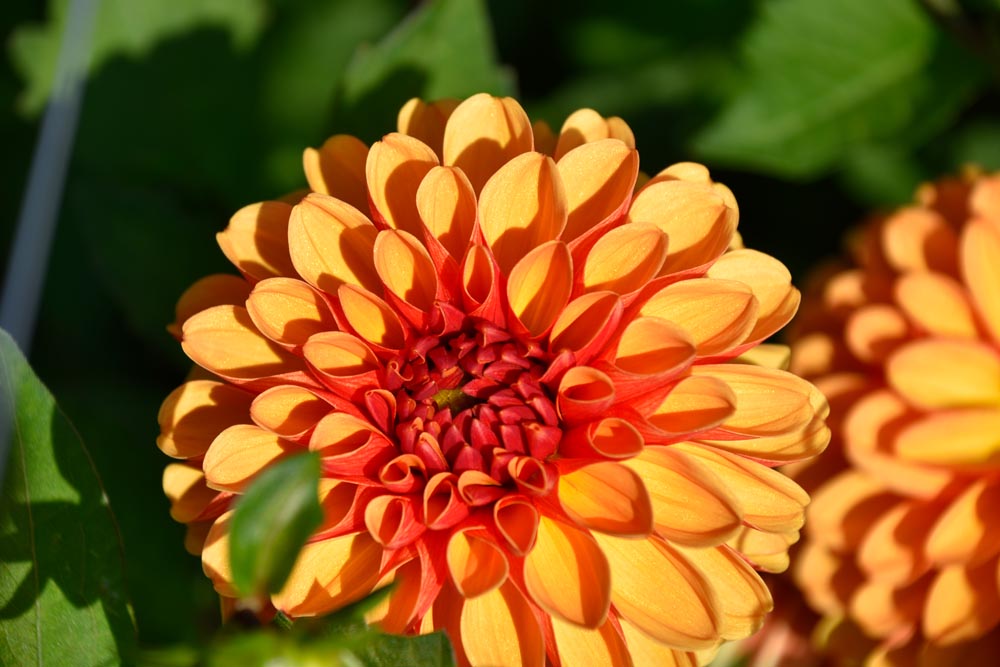 Wunderschöne Ball-Dahlie "American Sunset"