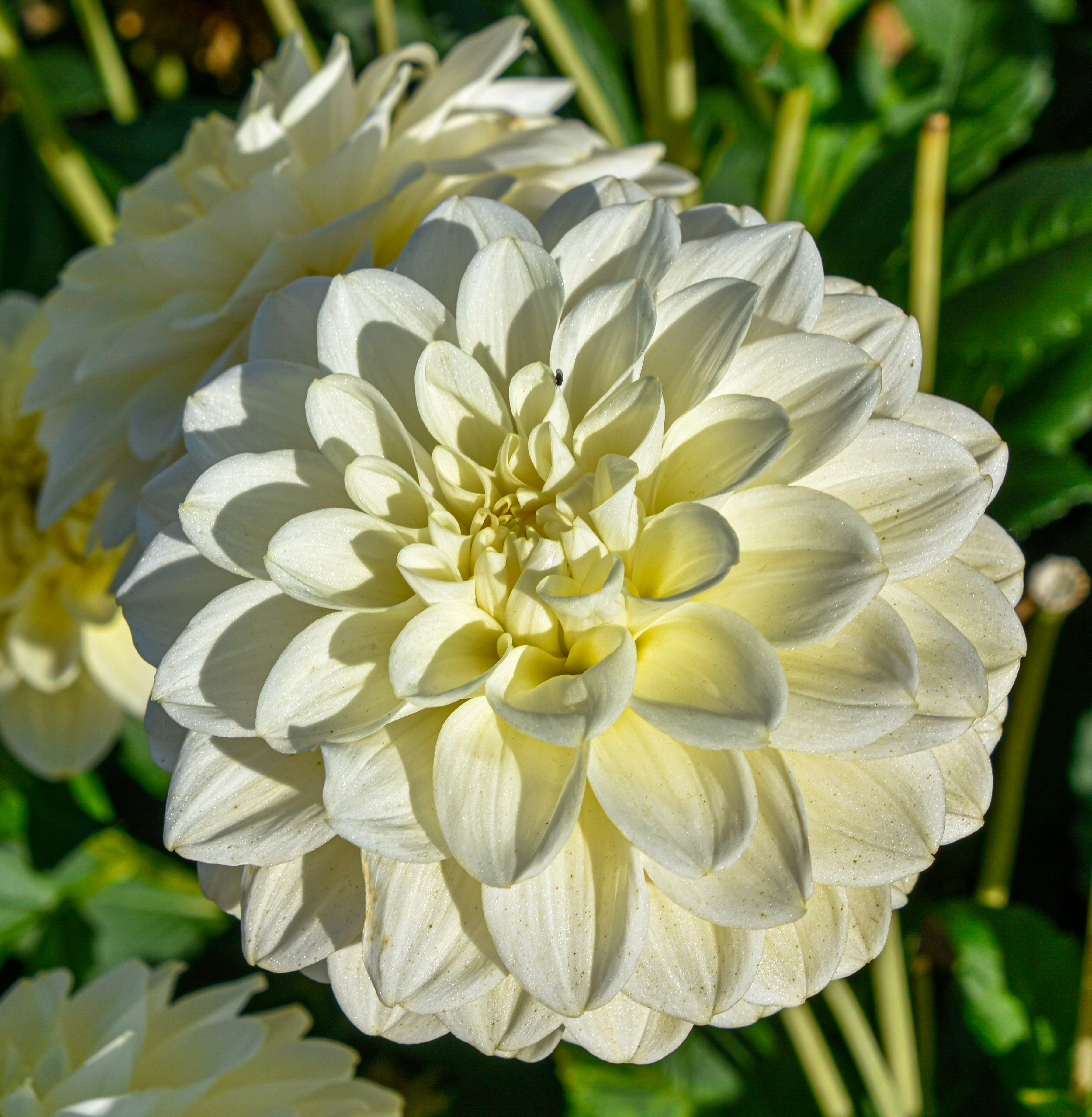 Dekorative Dahlie "Caramel Antique"