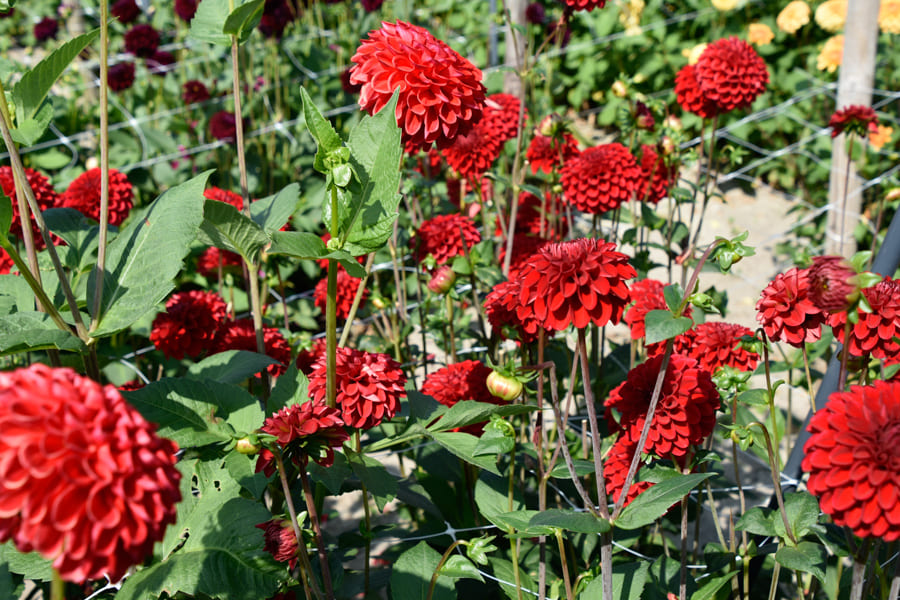 Fröhlich leuchtende Ball-Dahlie "Red Fox"