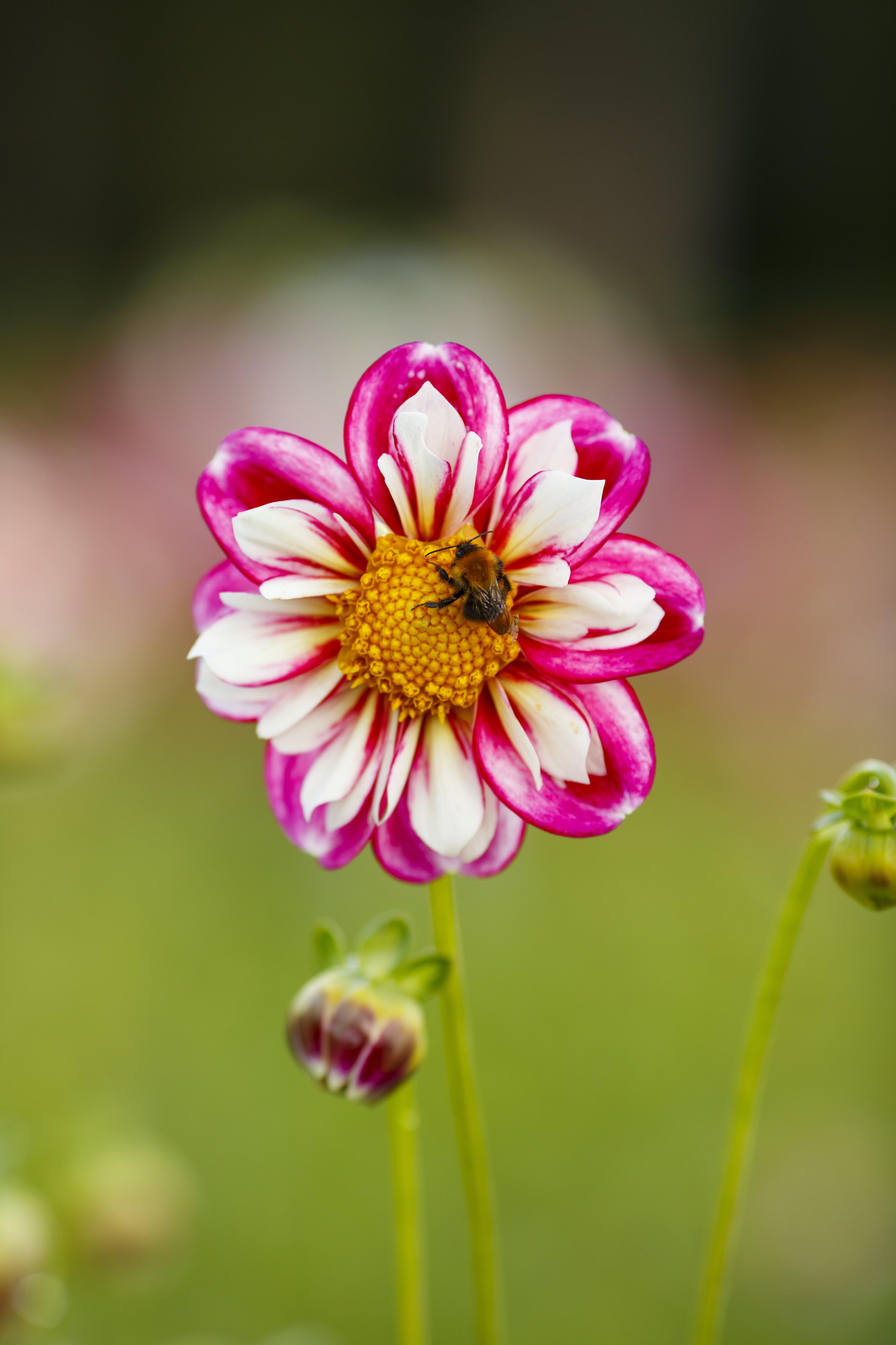 Halskrausen-Dahlie "Bumble Rumble"