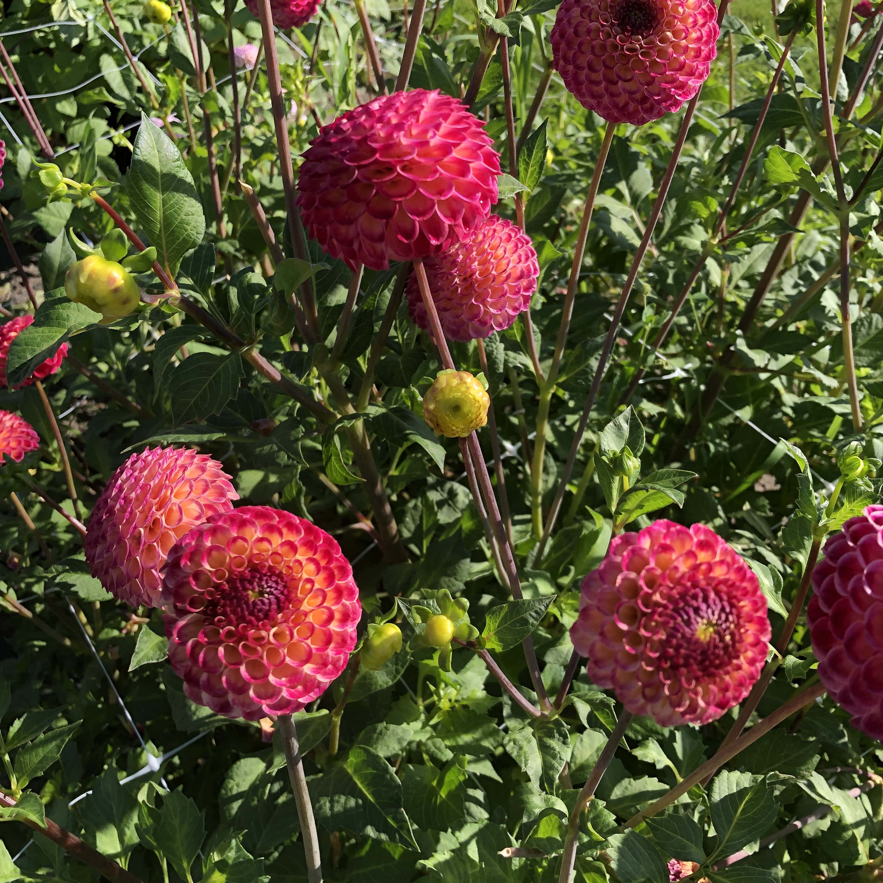 Pompondahlie "Ryecroft Blackberry"