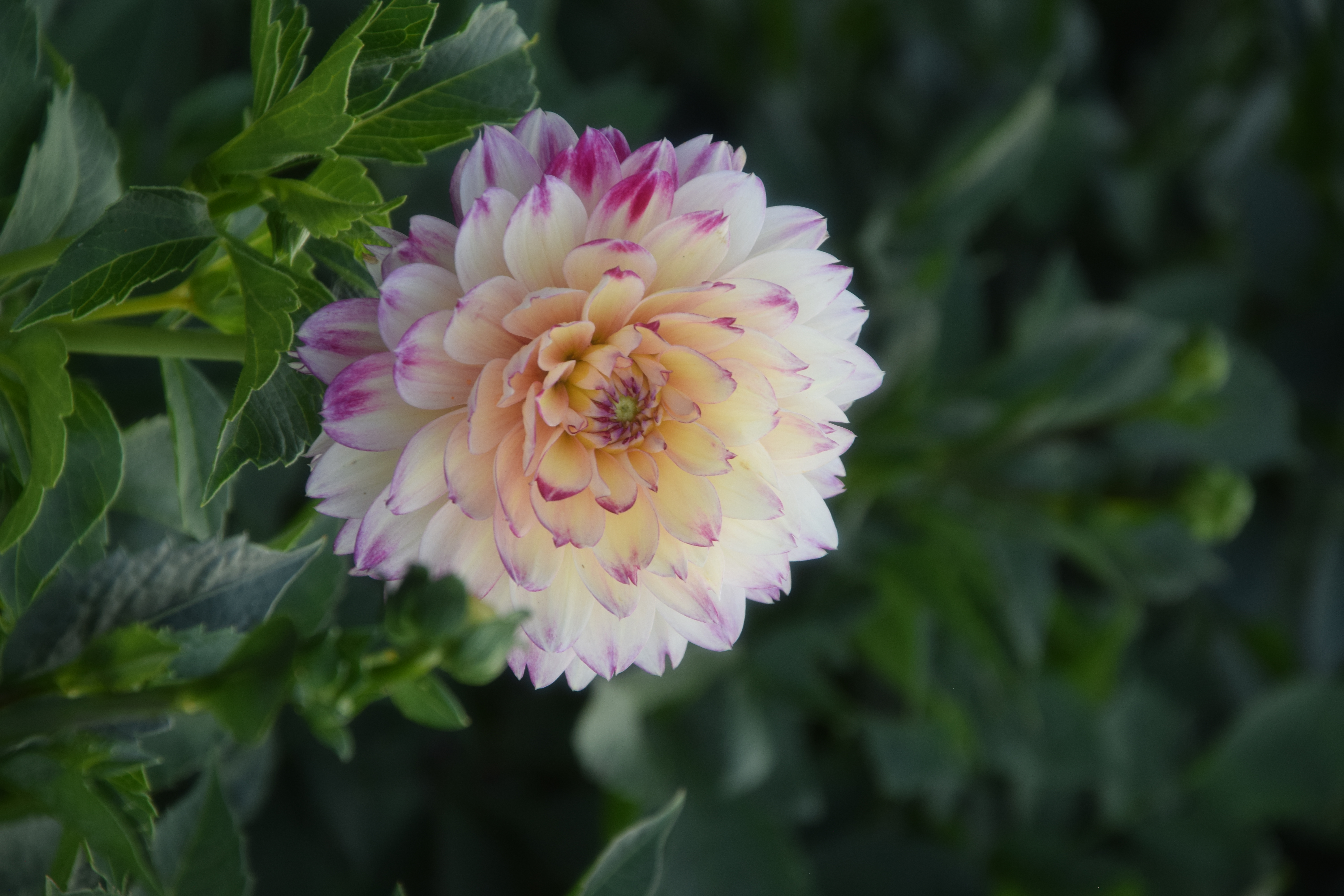 Dekorative Dahlie "Aphrodite"