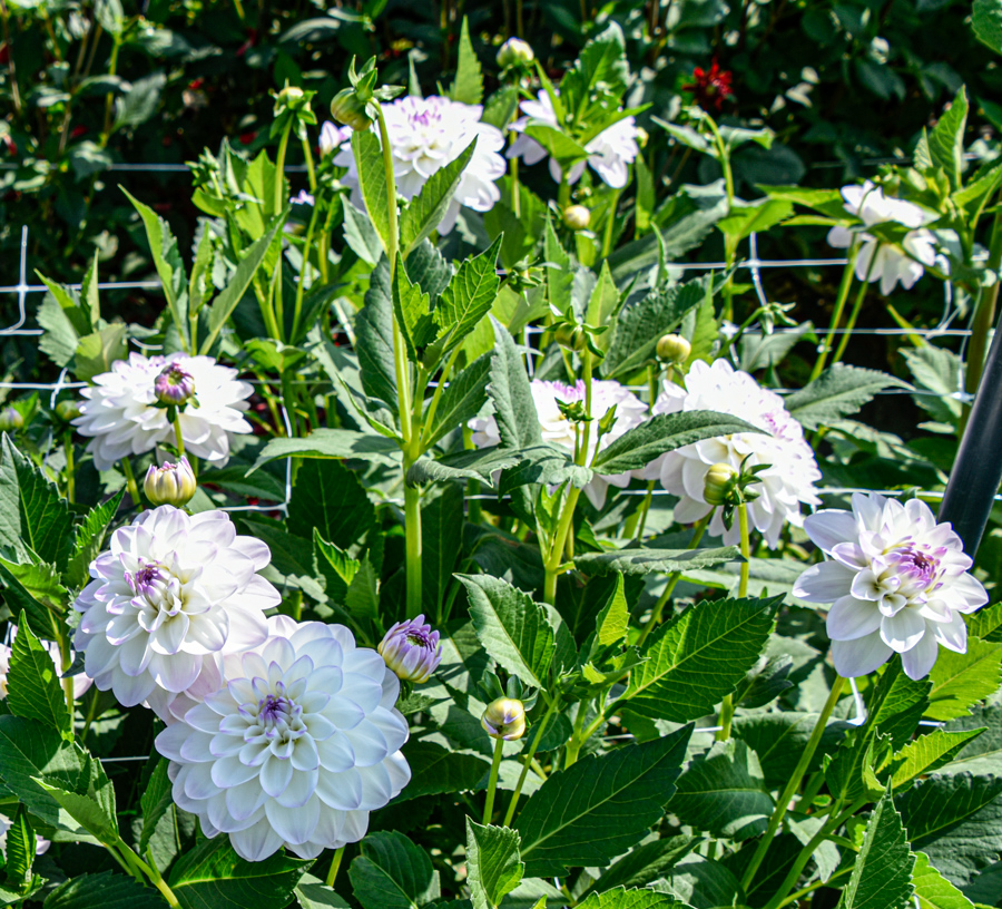 Dekorative, anmutige Ball-Dahlie "Eveline"