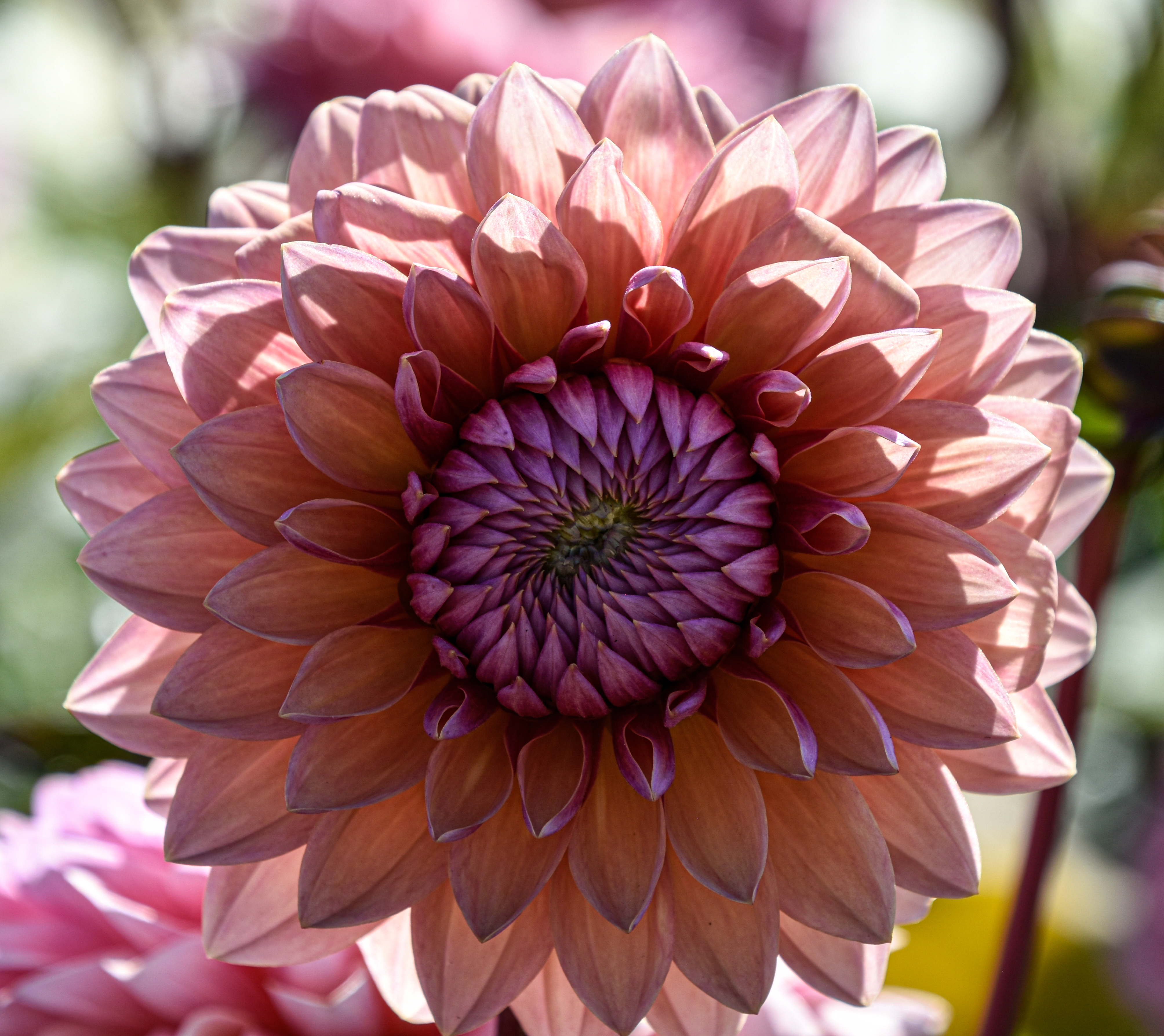 Dekorative Dahlie "Sweet Sanne"