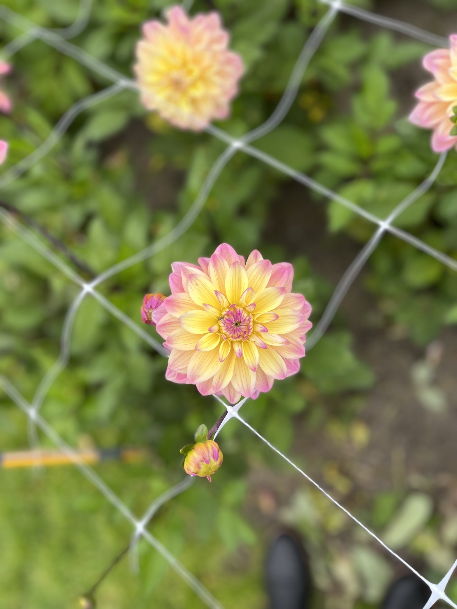 Dekorative Dahlie "Mondriaan"