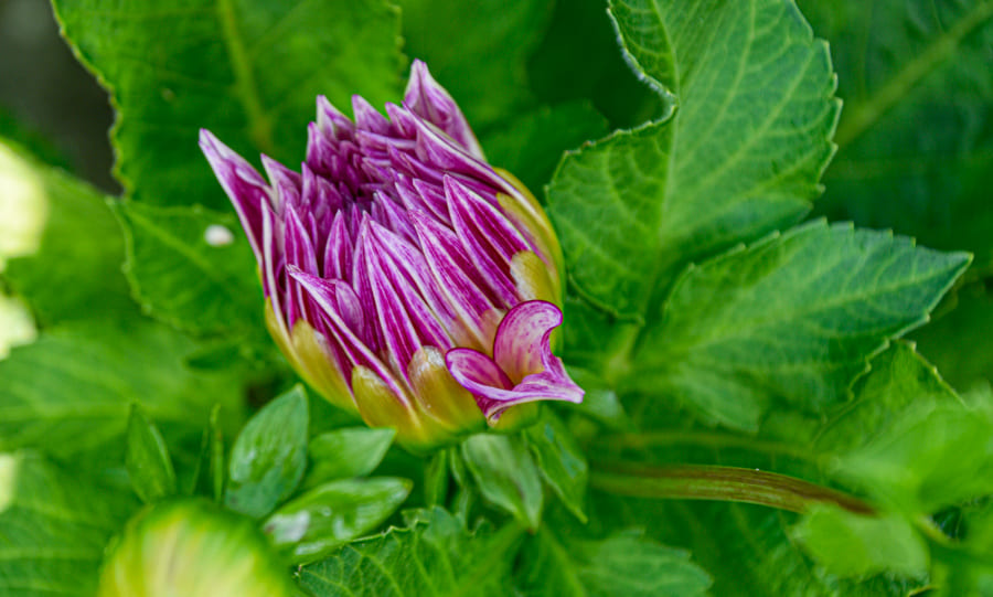 Dekorative, riesenblumige Dahlie "Café au Lait Twist"
