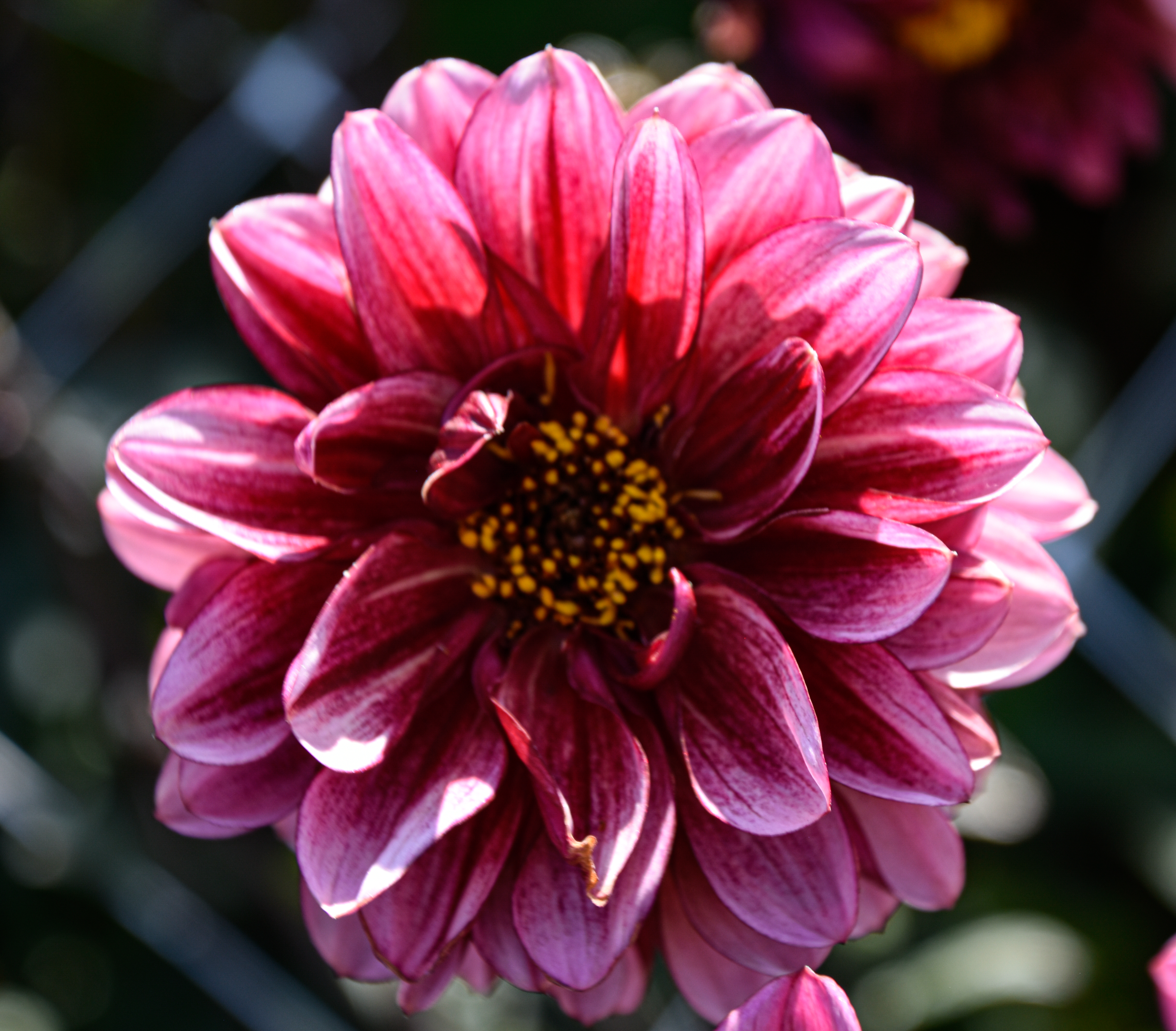 Dekorative Dahlie "Senior´s Hope"