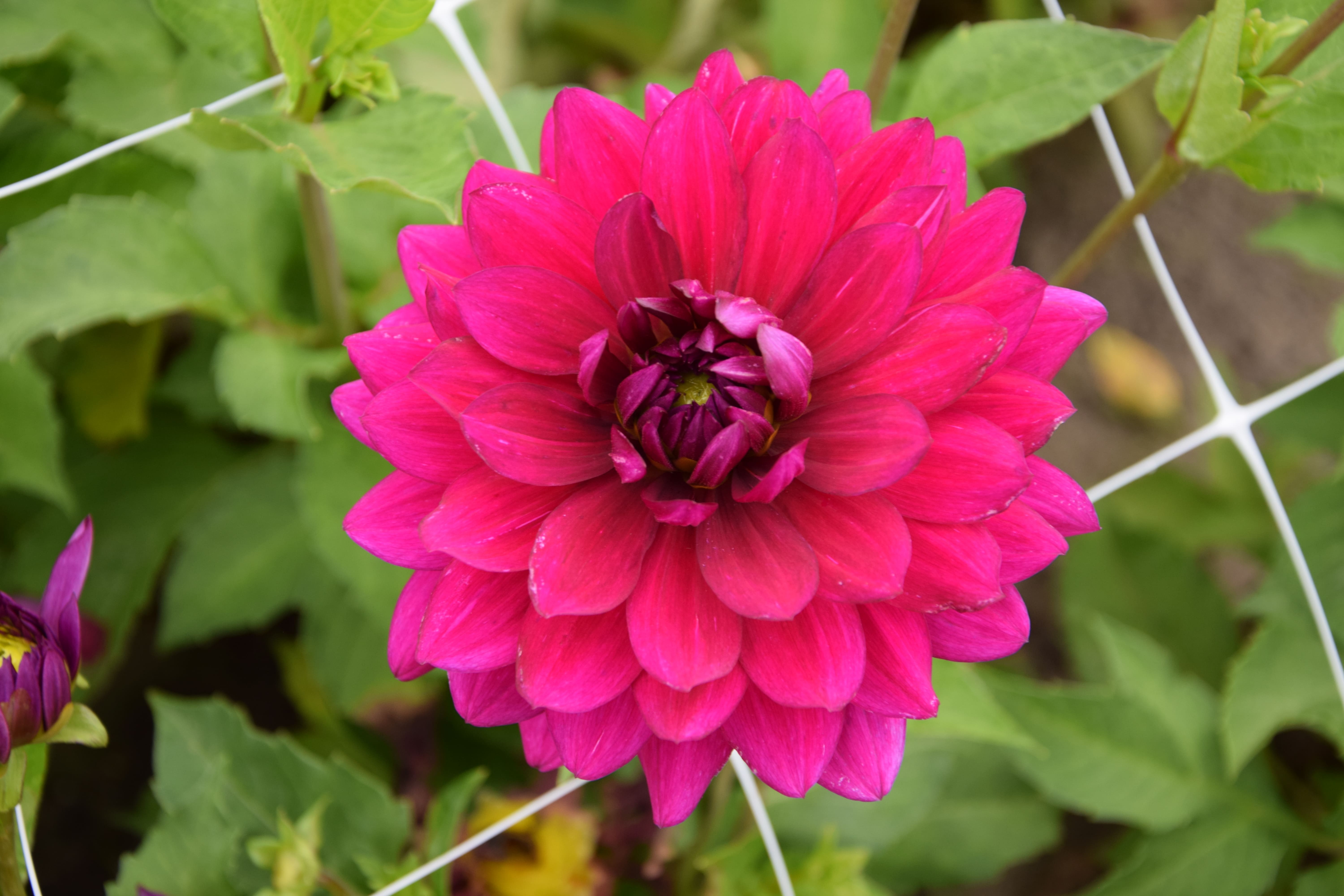 Seerosen-Dahlie "Berner Oberland"