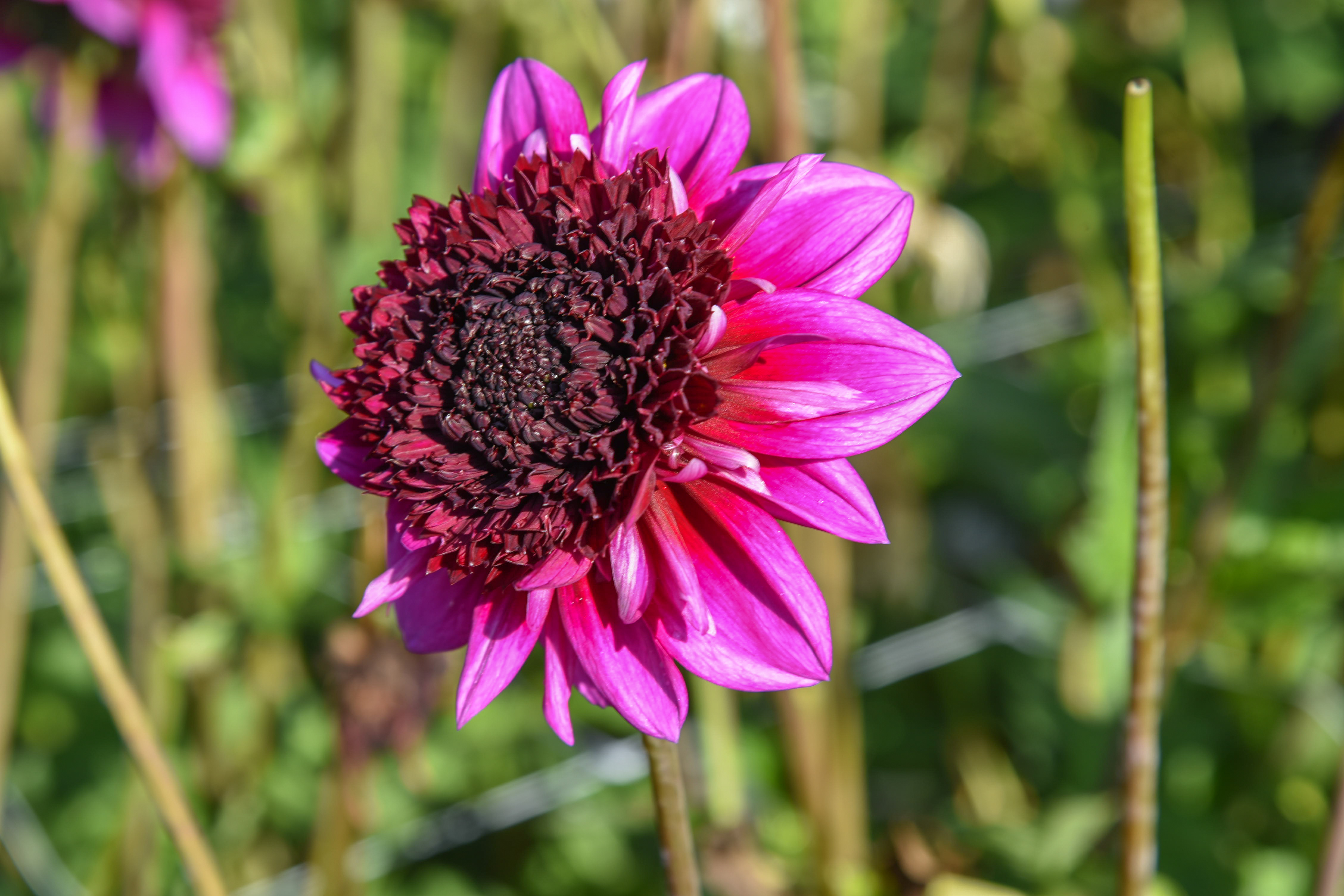 Anemonendahlie "Misses Amy"