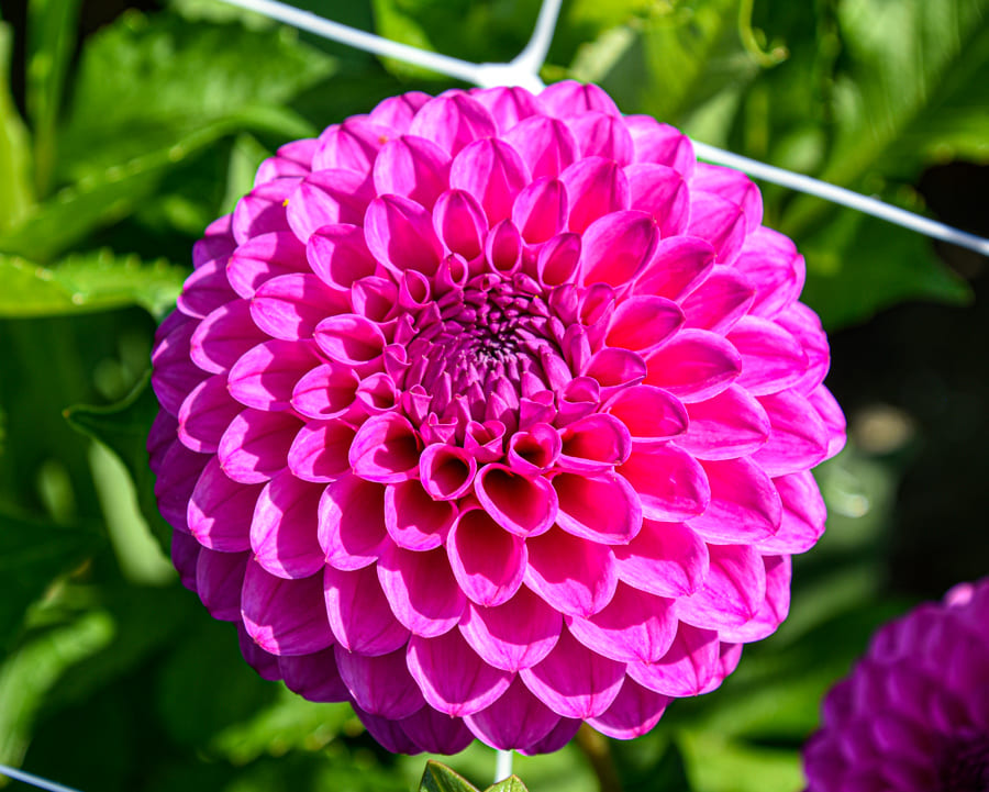 Leuchtende Ball-Dahlie "Cryfield Harmony"