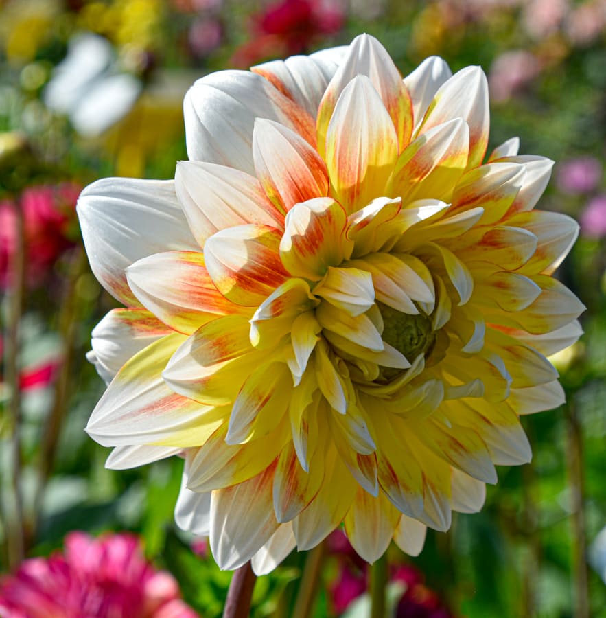 Dekorative Dahlie "Peaches and Cream"