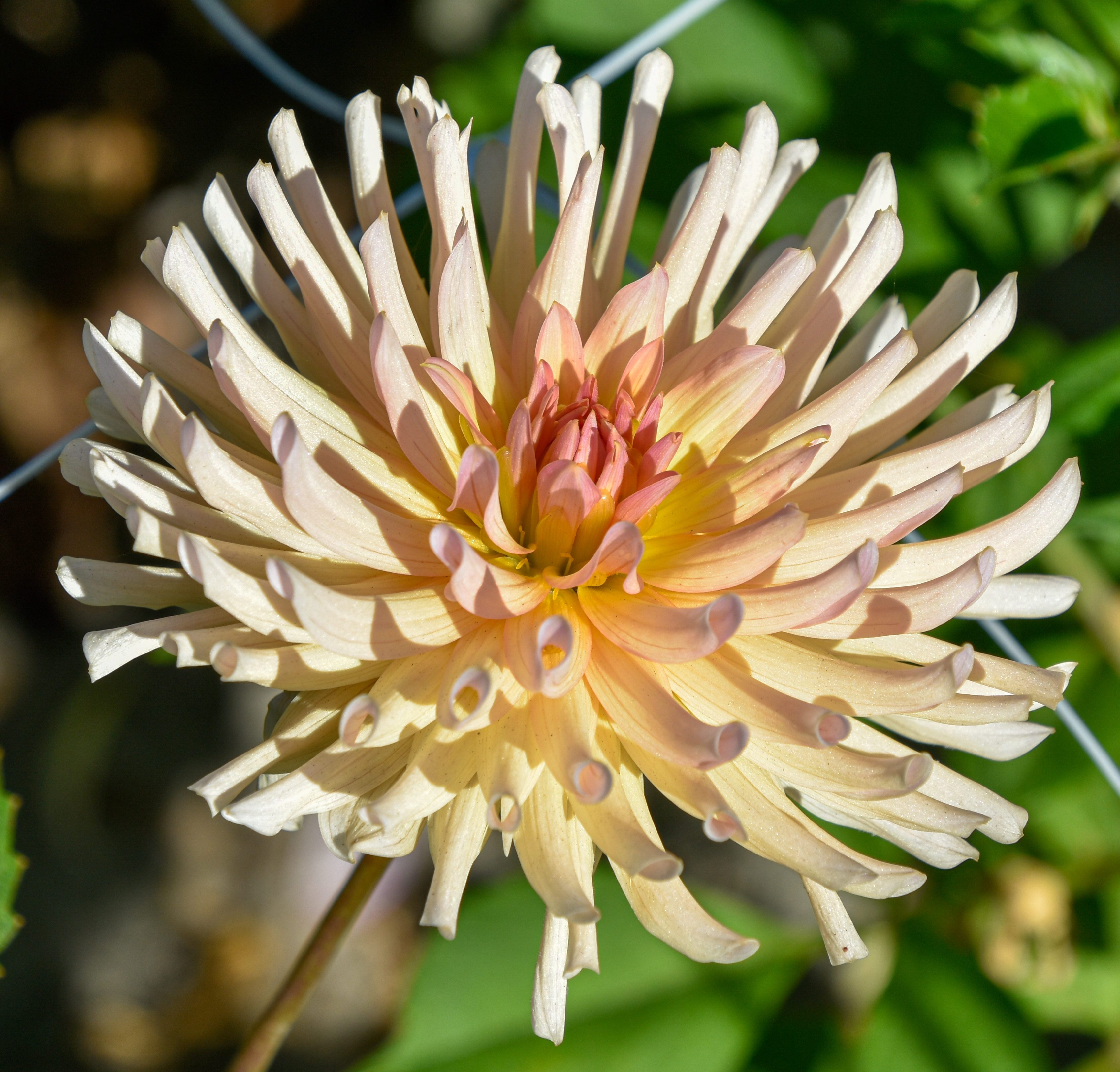 Kaktusdahlie "Henriette"