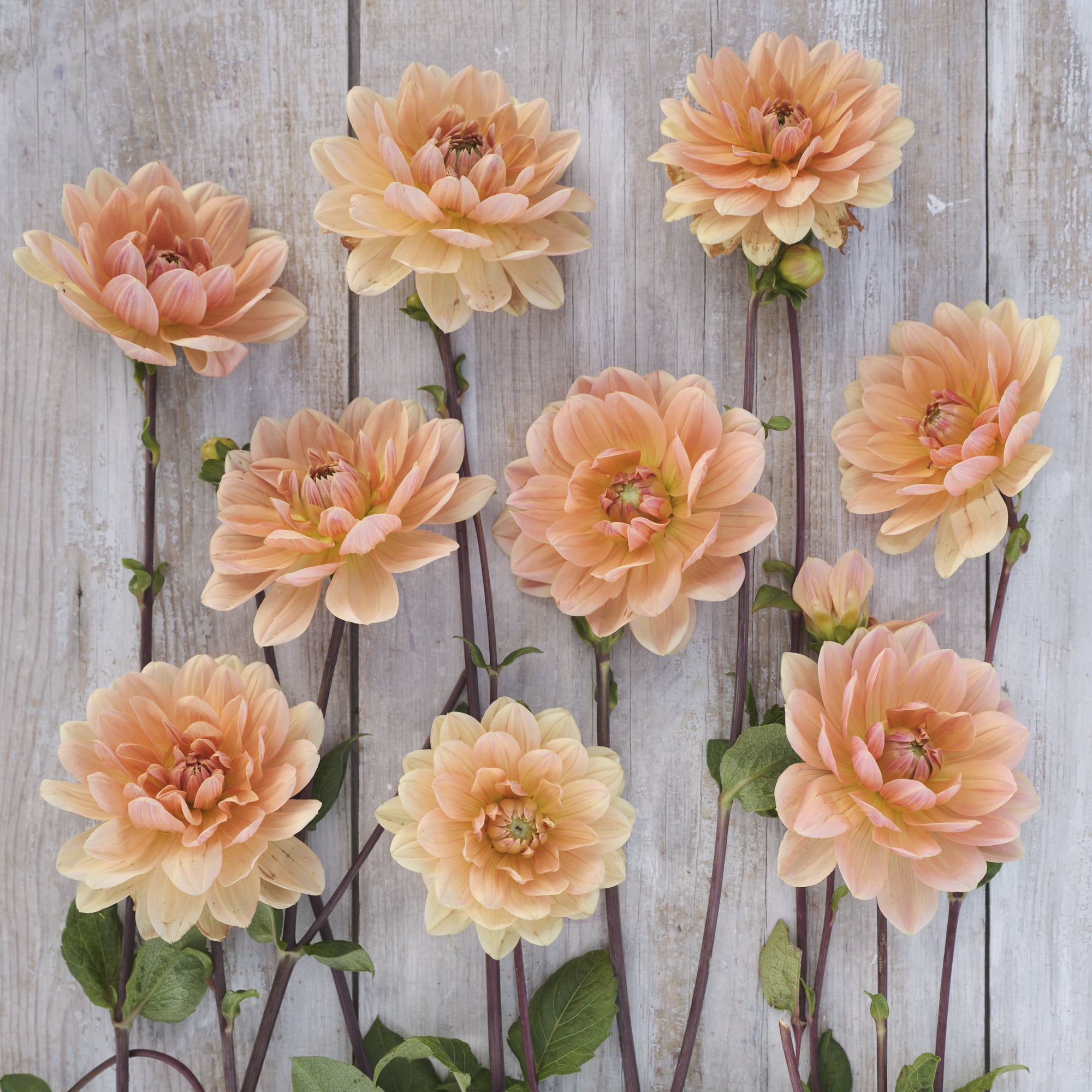 Seerosen-Dahlie "Yvonne"