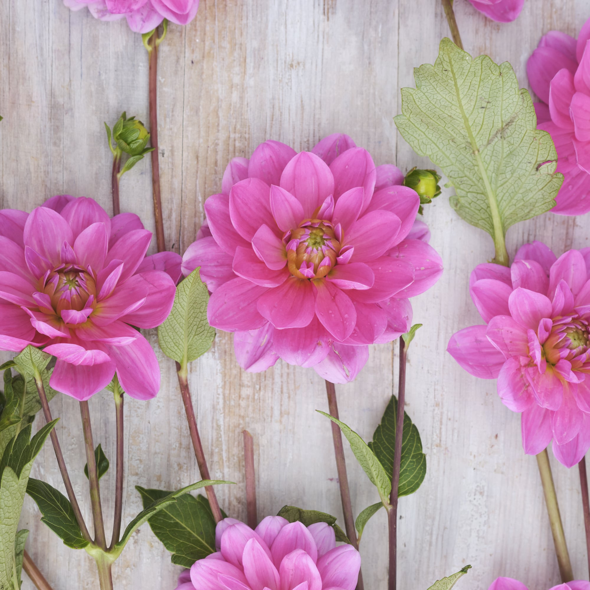 Seerosen-Dahlie "Onesta"