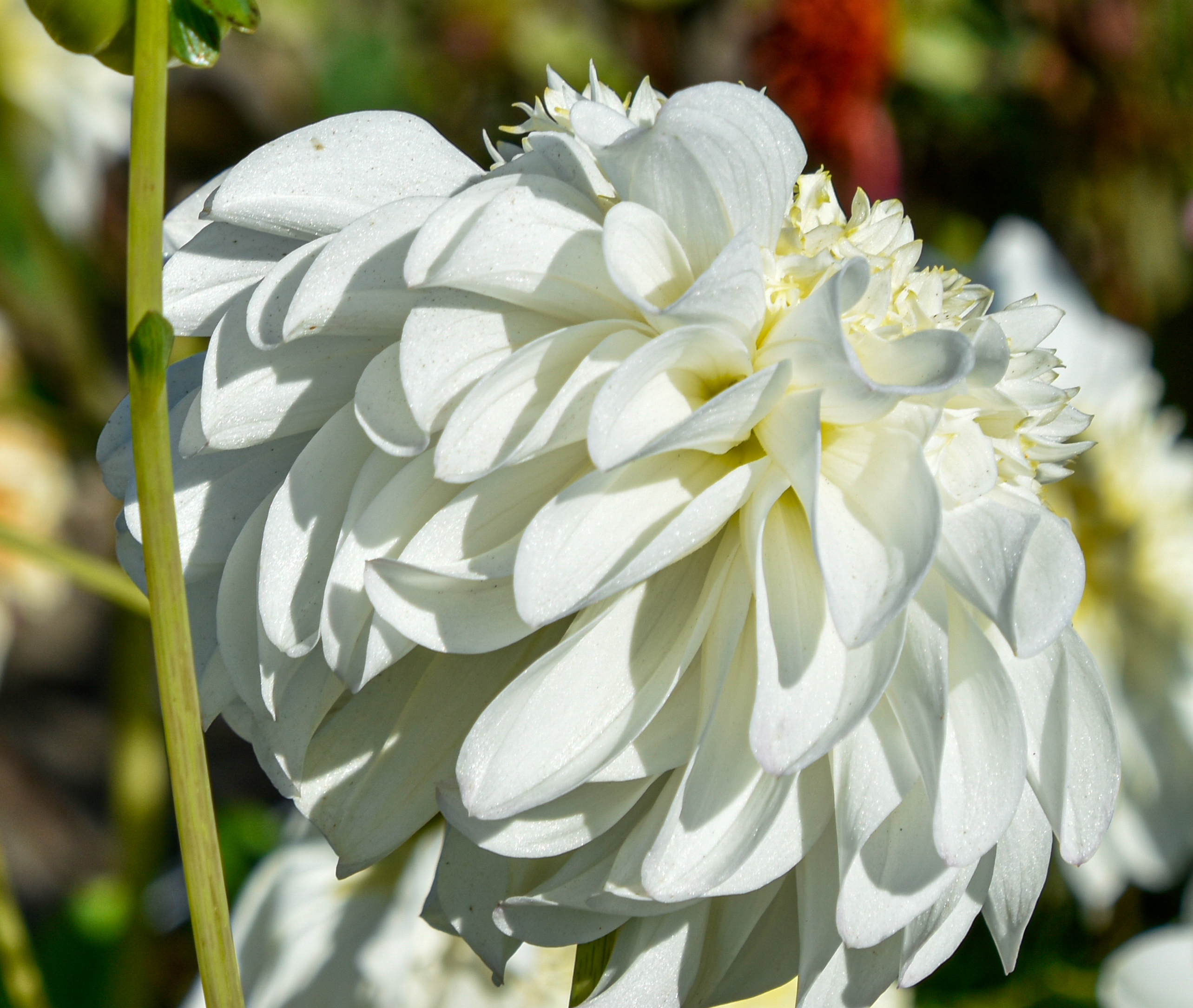 Anemonen-Dahlie "Zahra"