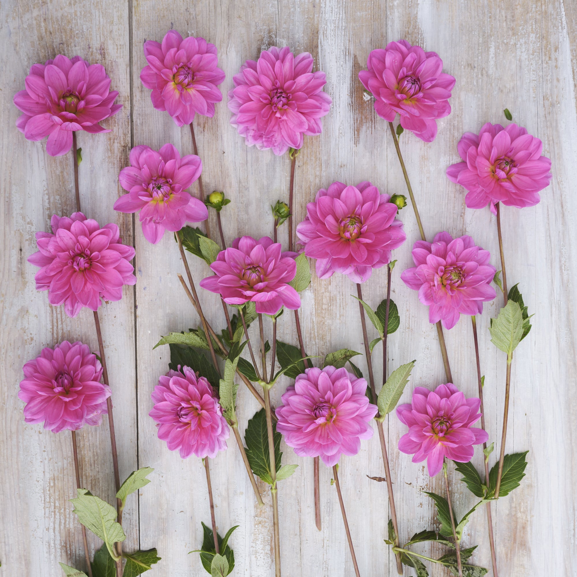 Seerosen-Dahlie "Onesta"