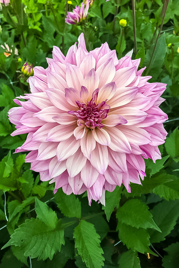 Dekorative, großblumige Dahlie "Labyrinth Twotone"