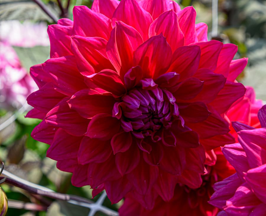 Dekorative, großblumige Dahlie "Engelhardt's Matador"