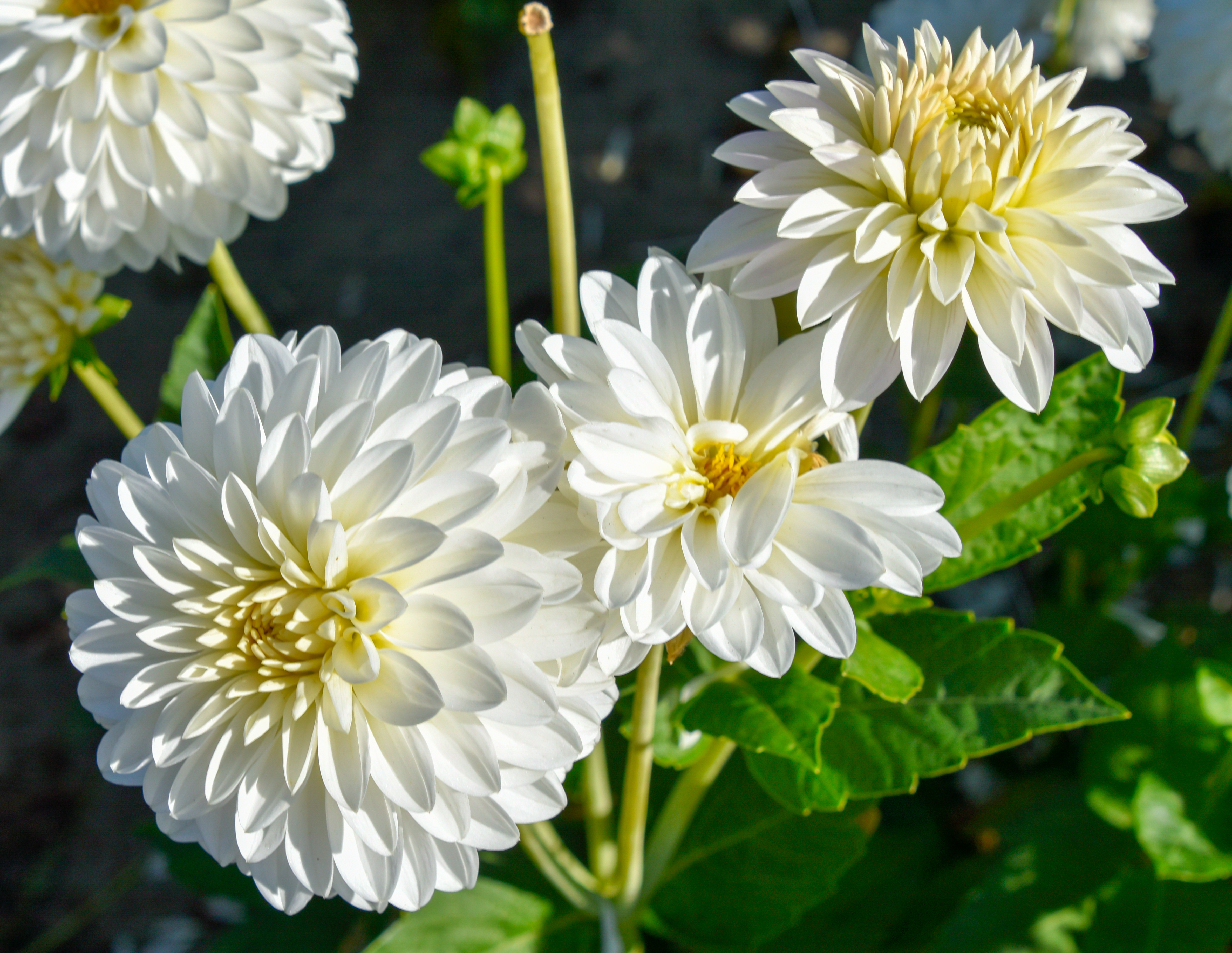 Balldahlie "Snow Cap"