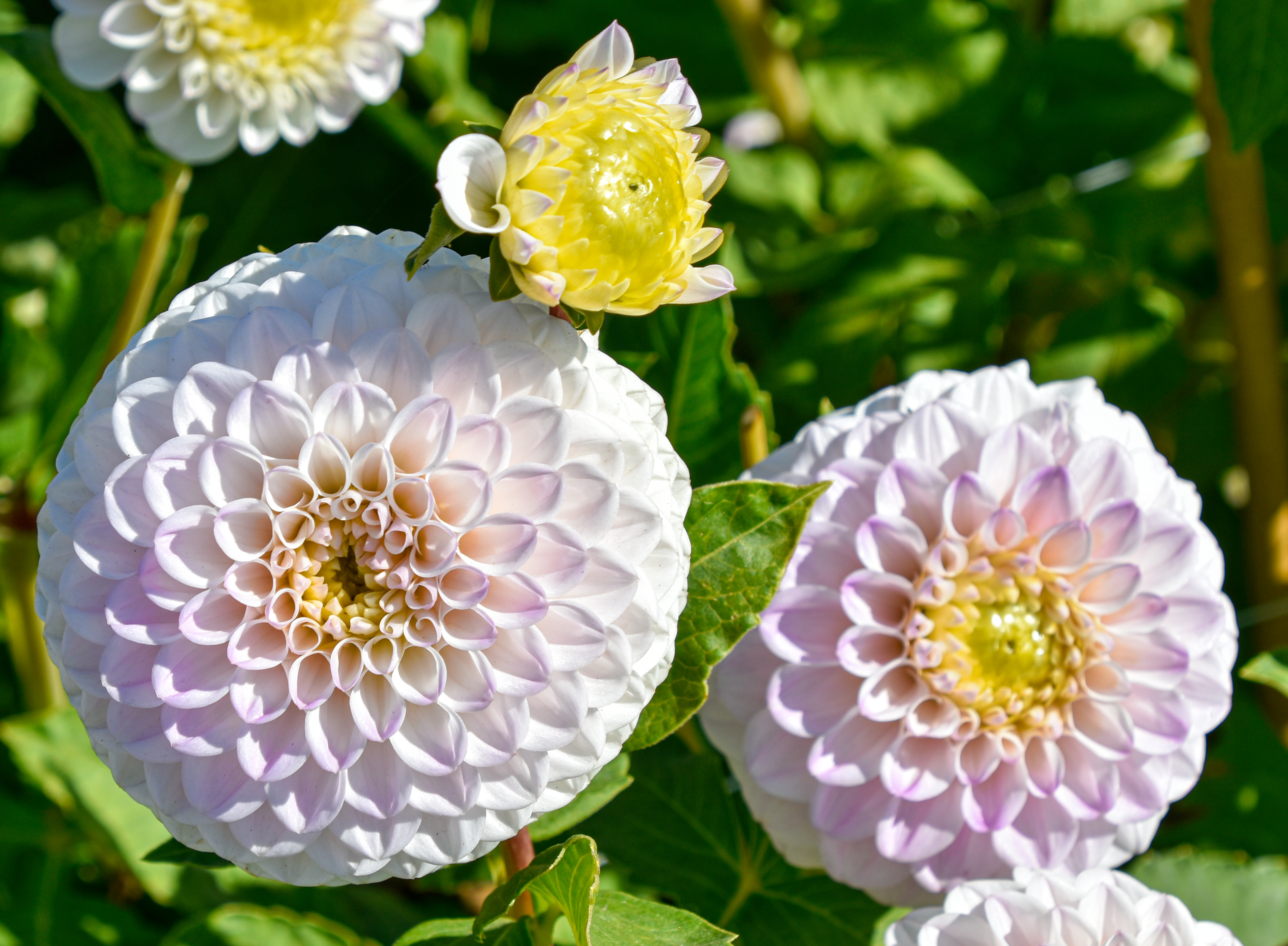 Balldahlie "Pink Pearl"