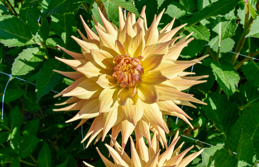 Kaktusdahlie "Penhill Autumn Shade"