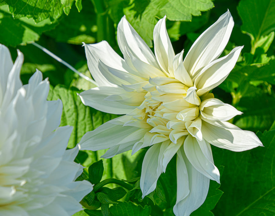 Dekorative, riesenblumige Dahlie "Fleurel"
