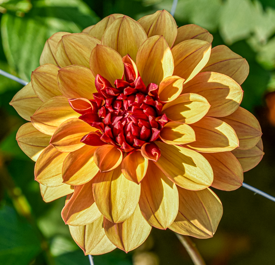 Seerosen-Dahlie Crème de Cognac