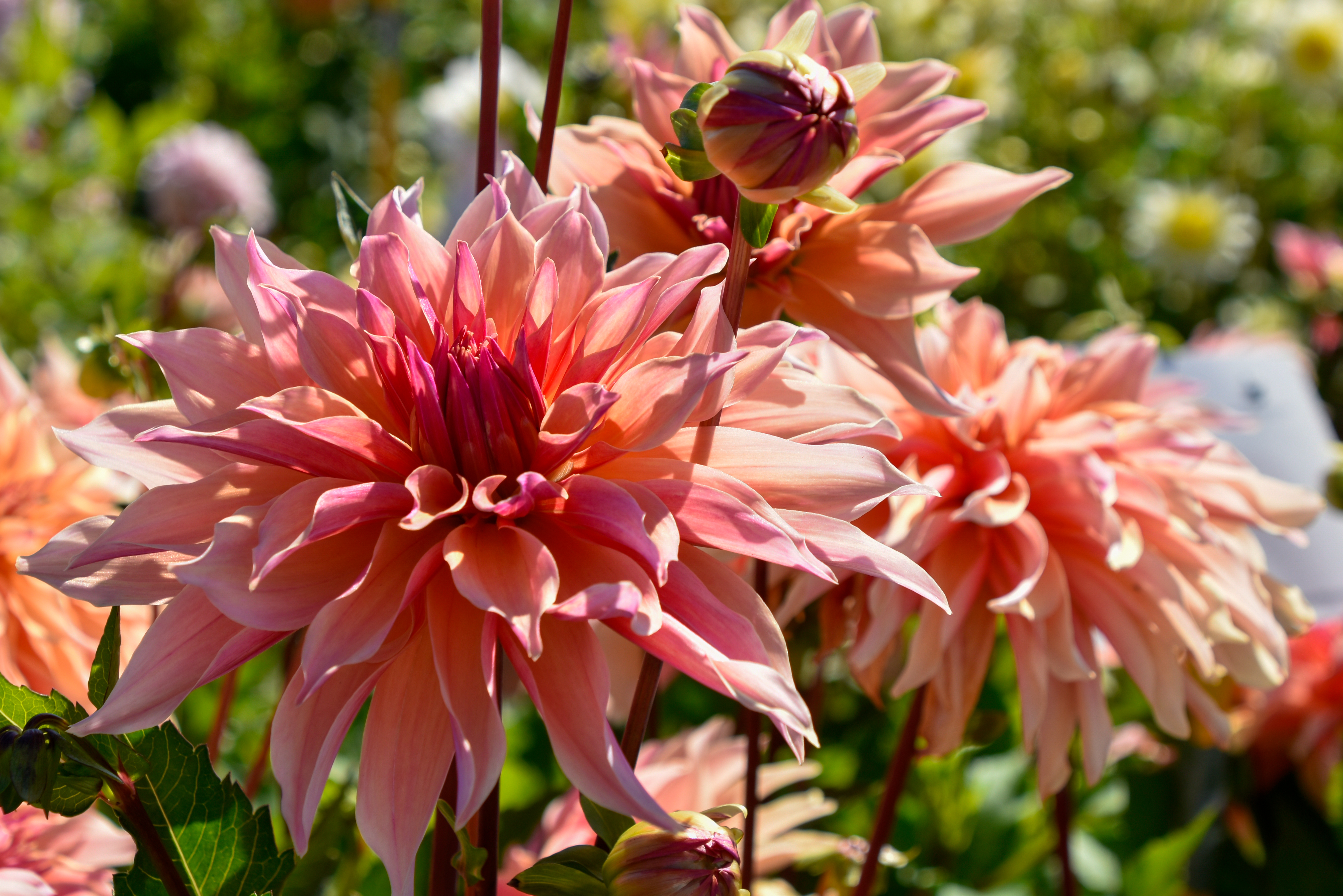 Dekorative, großblumige Dahlie "Labyrinth"