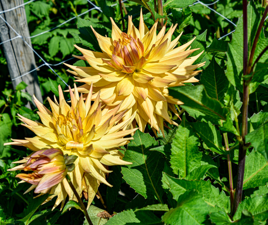 Kaktusdahlie "Penhill Autumn Shade"