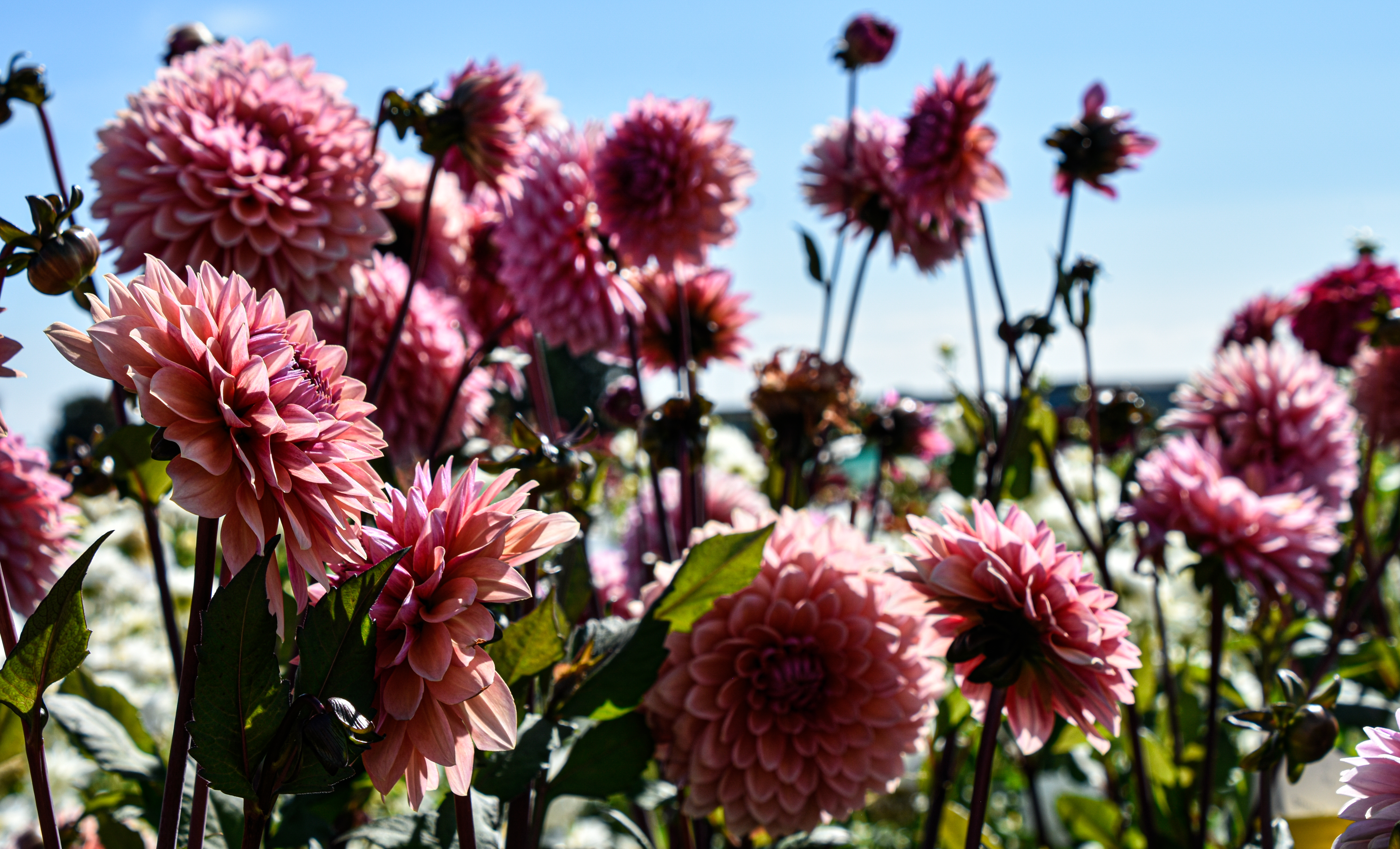 Dekorative Dahlie "Sweet Sanne"
