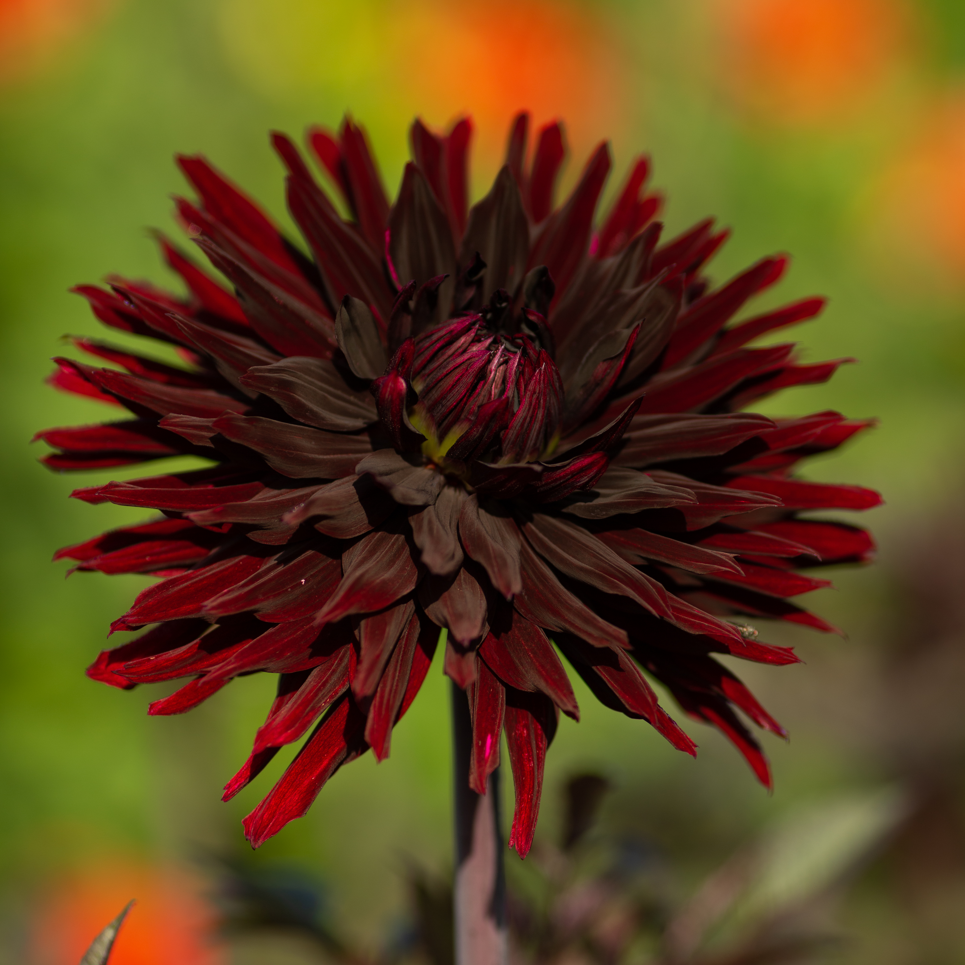 Kaktusdahlie "Black Jack"