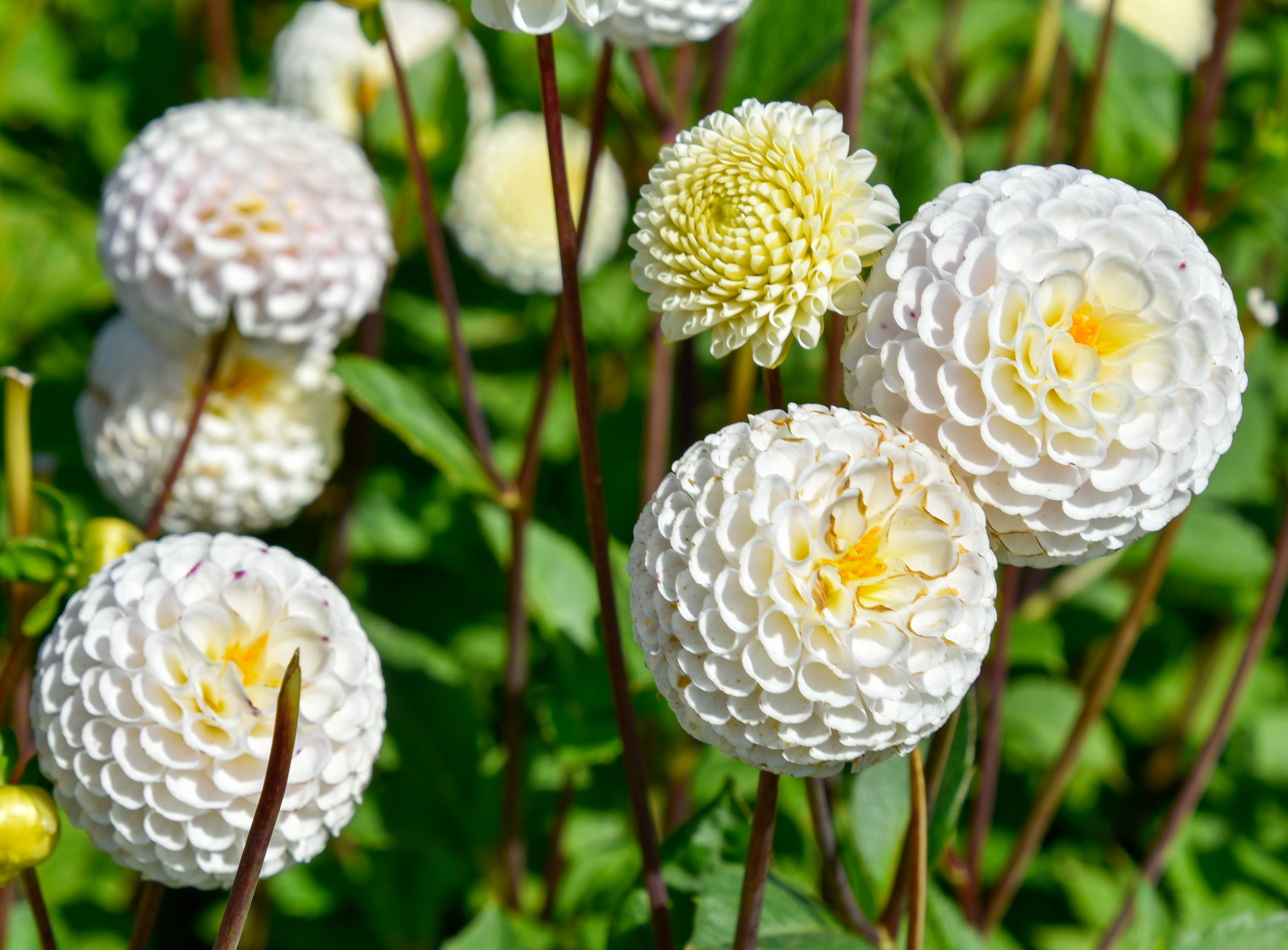Pompondahlie "Small World"