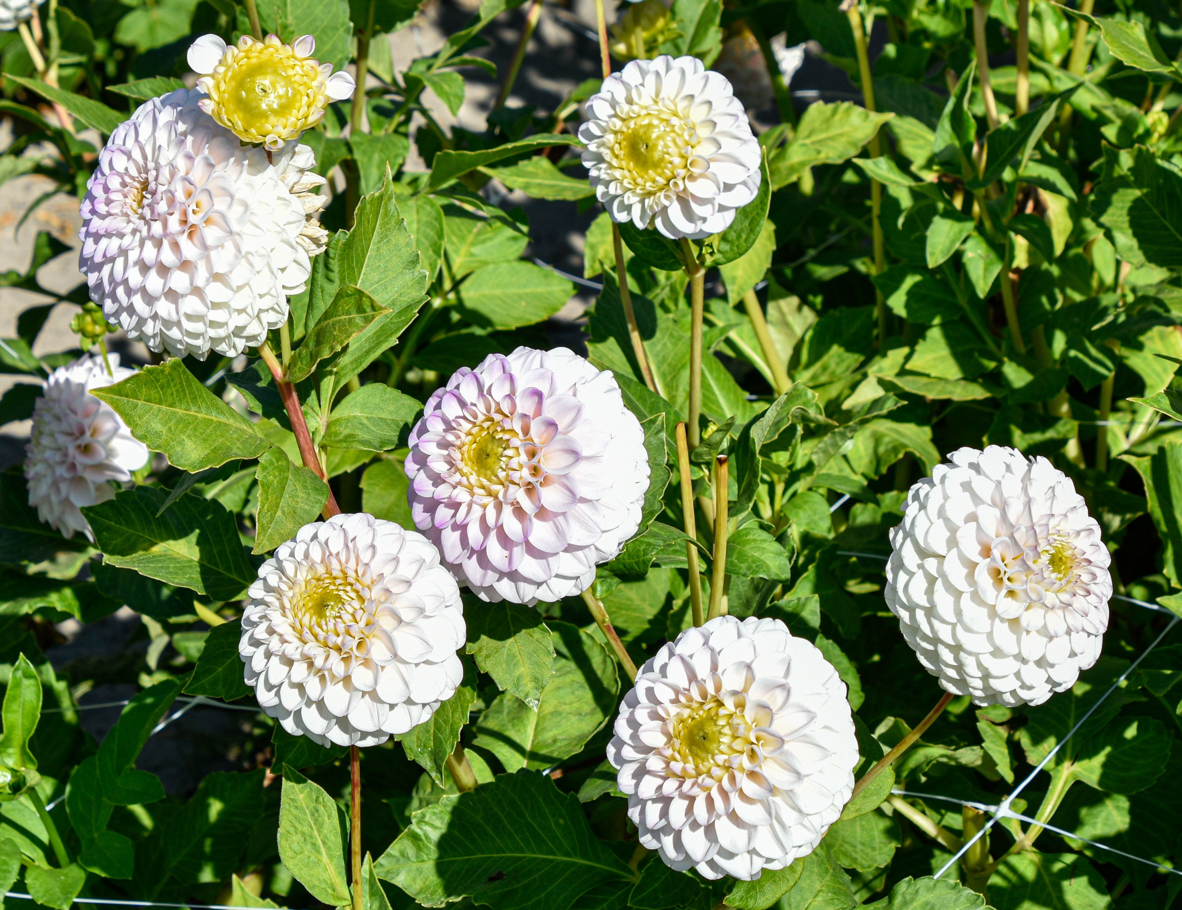 Balldahlie "Pink Pearl"
