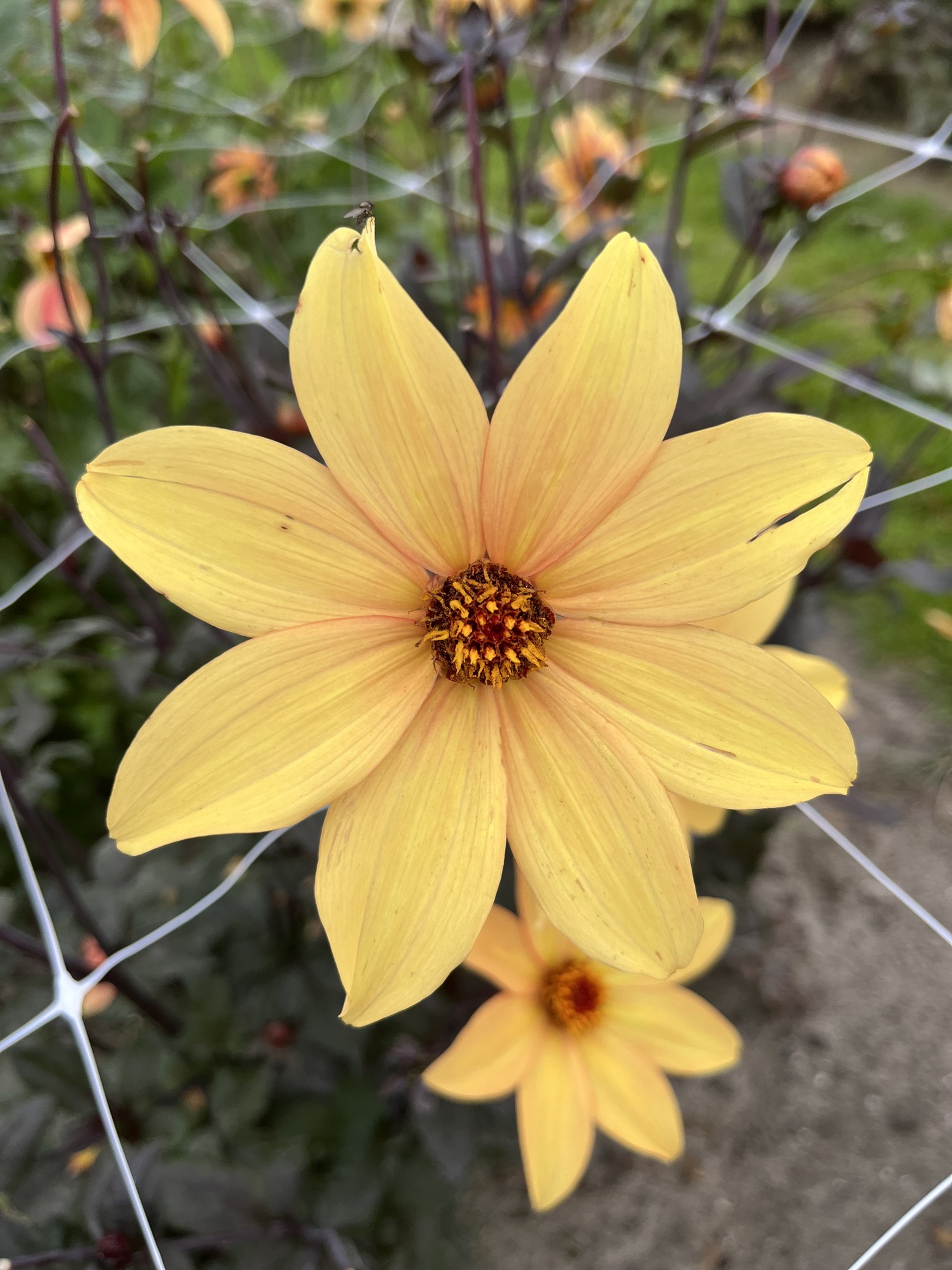 Paeonienblütige Dahlie "Bishop of York"