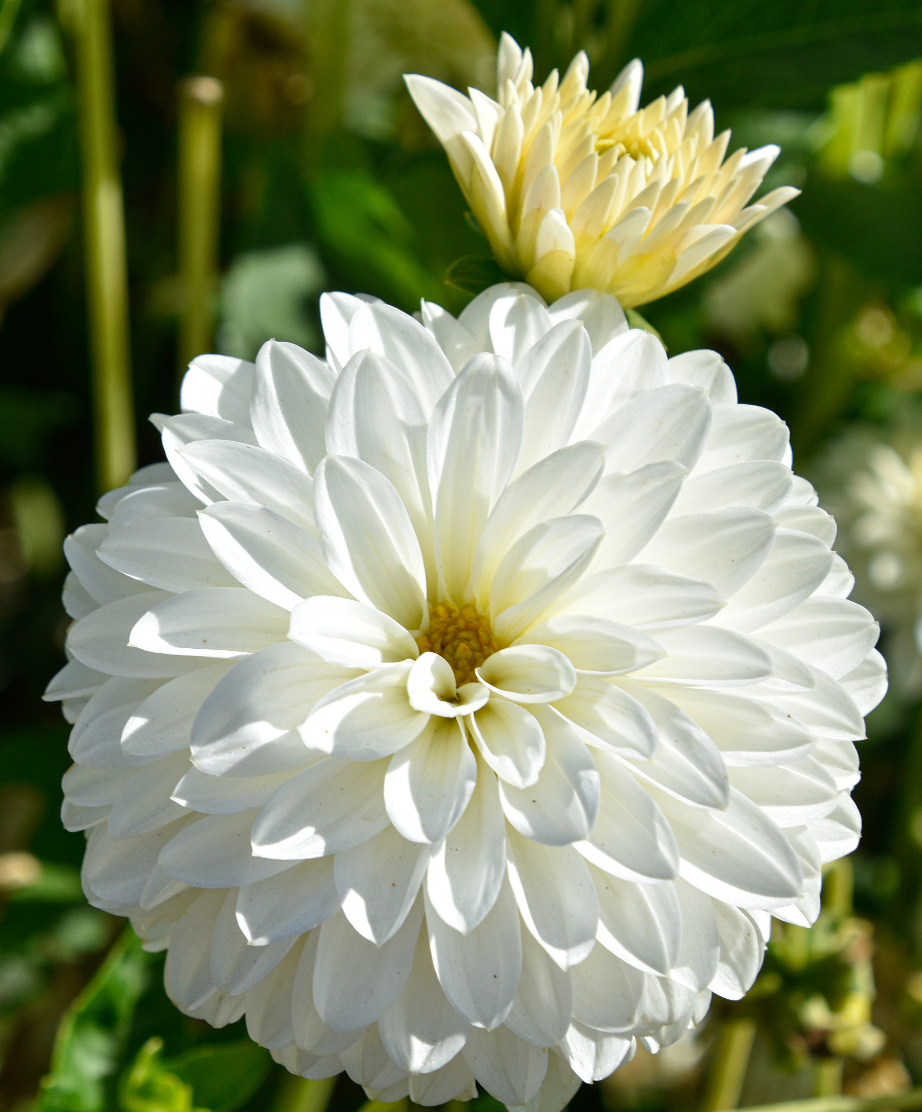 Balldahlie "Snow Cap"