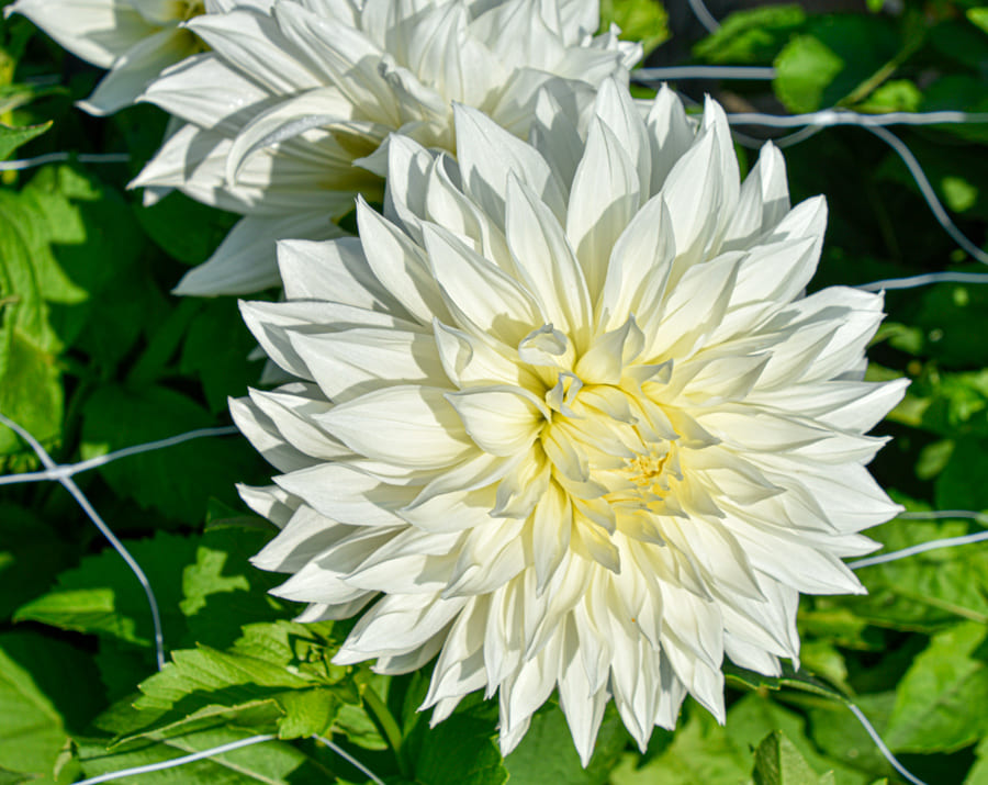 Dekorative, riesenblumige Dahlie "Fleurel"