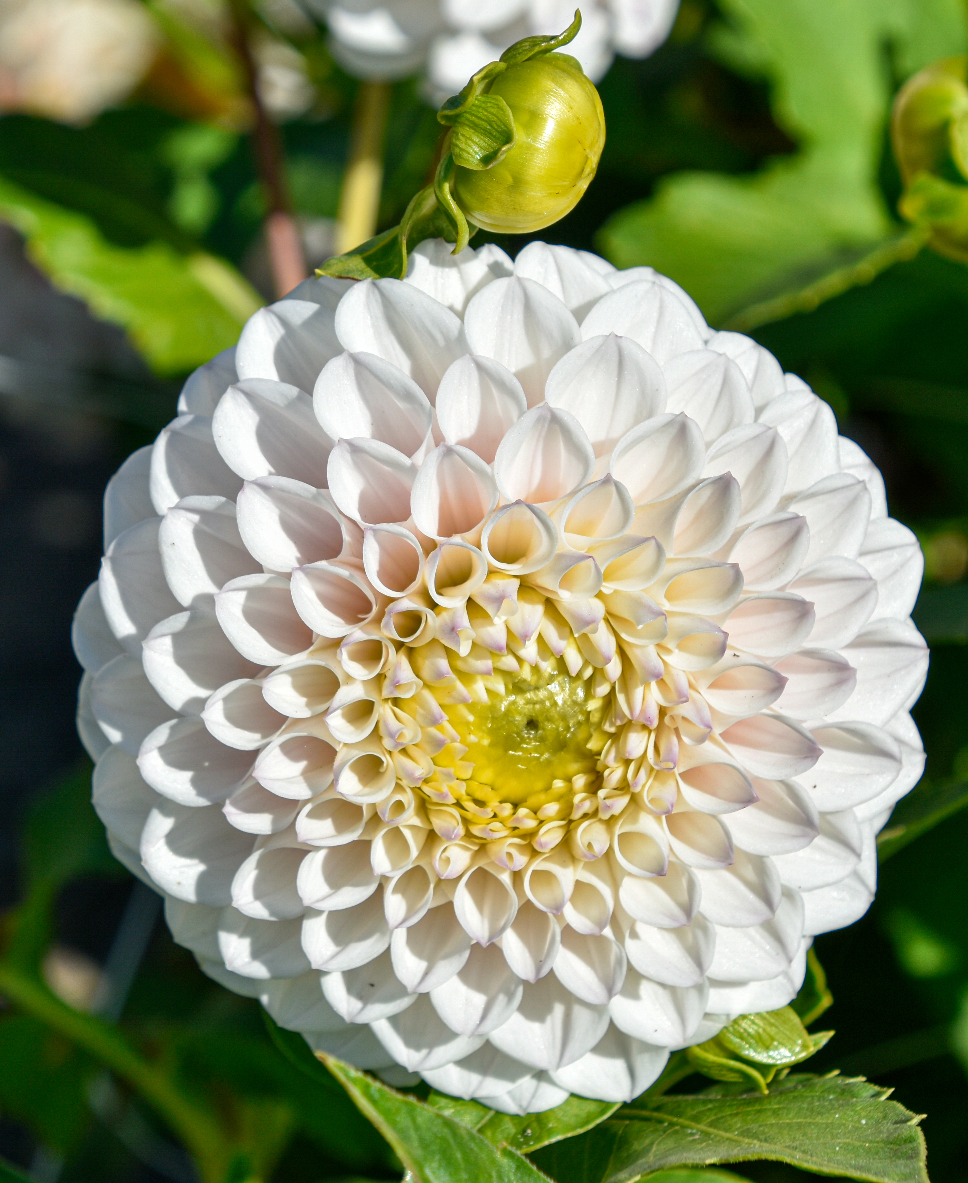 Balldahlie "Pink Pearl"